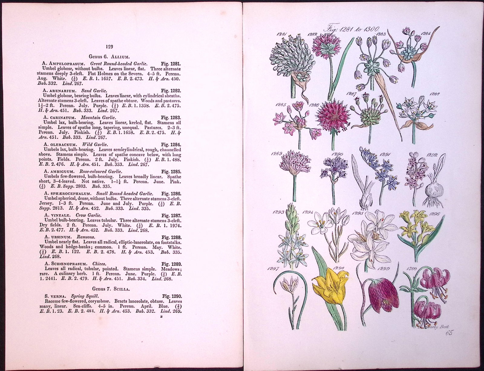 Job-Lot British Wild-Flowers John Sowerby Antique Engraved Prints With Hand Colouring-4 - 7