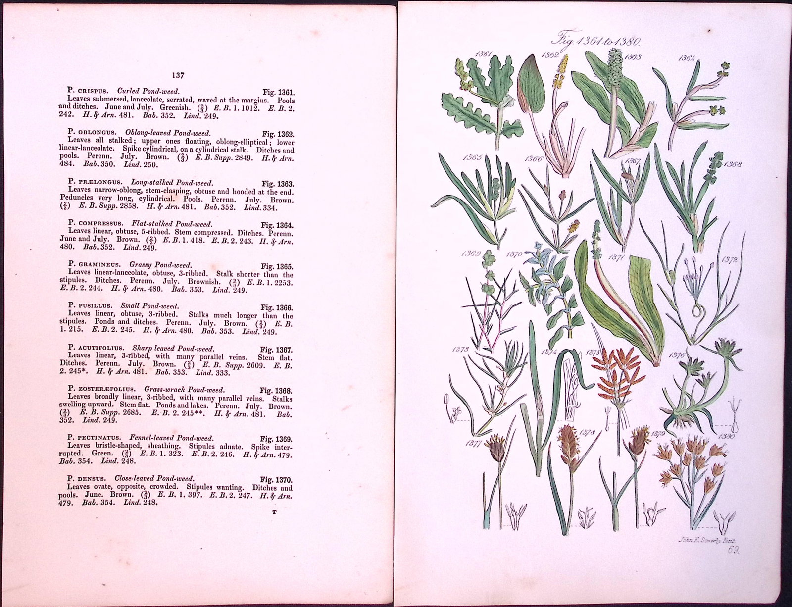 Job-Lot British Wild-Flowers John Sowerby Antique Engraved Prints With Hand Colouring-4 - 8