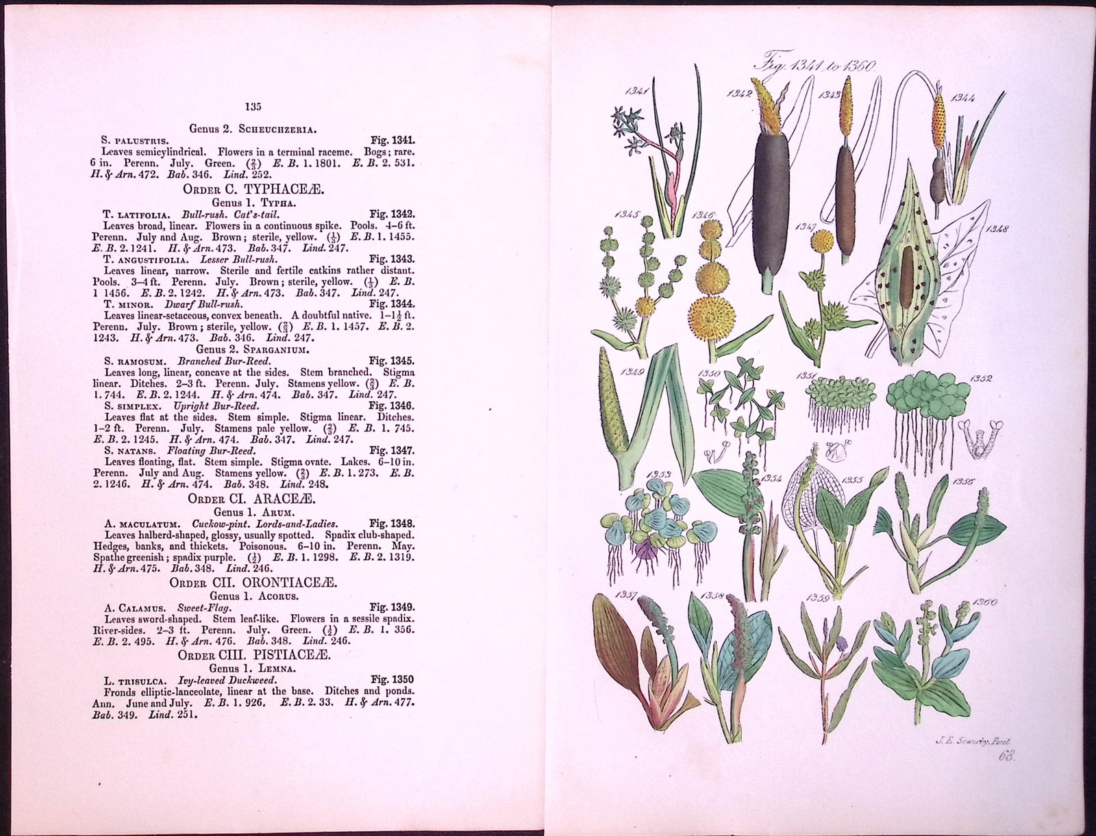 Job-Lot British Wild-Flowers John Sowerby Antique Engraved Prints With Hand Colouring-4 - 9