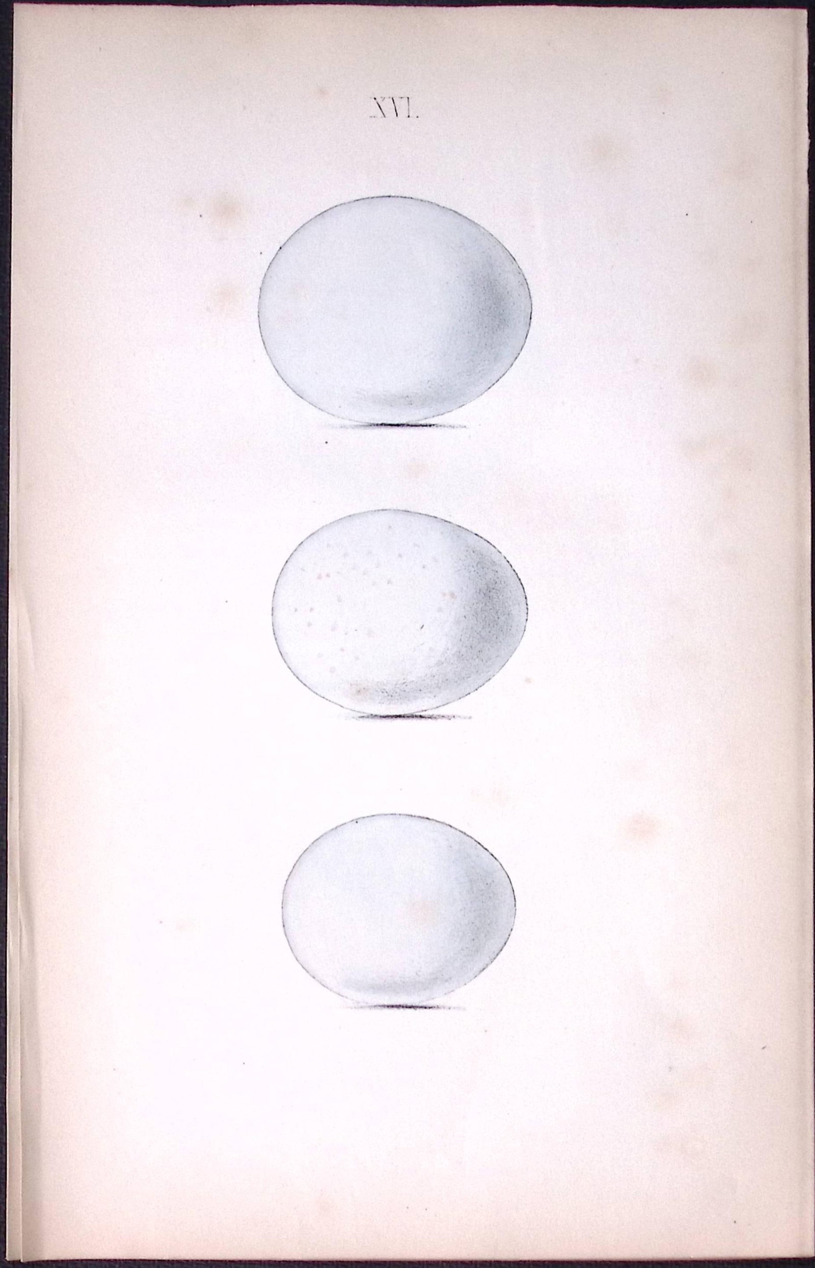 Moor Buzzard -William Hewitson Antique Nests & Eggs of British Birds Print-16 (1 of 1)