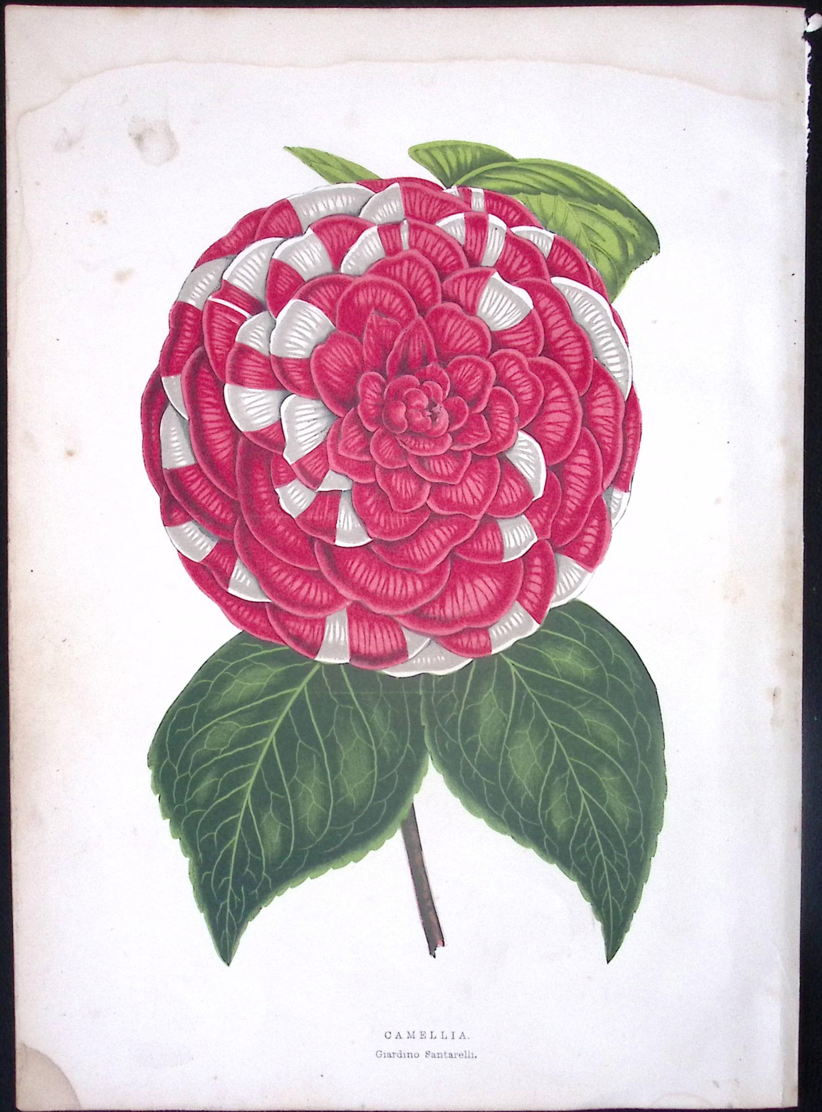 Camellia Flower Antique Shirley Hibbard Greenhouse Coloured Print-32: Title: Camellia Flower Antique Shirley Hibbard Greenhouse Coloured Print-32 Description: This Coloured Antique Print Measure Approximately 9.5” X 6.5” (Inches) 274. x 241.3