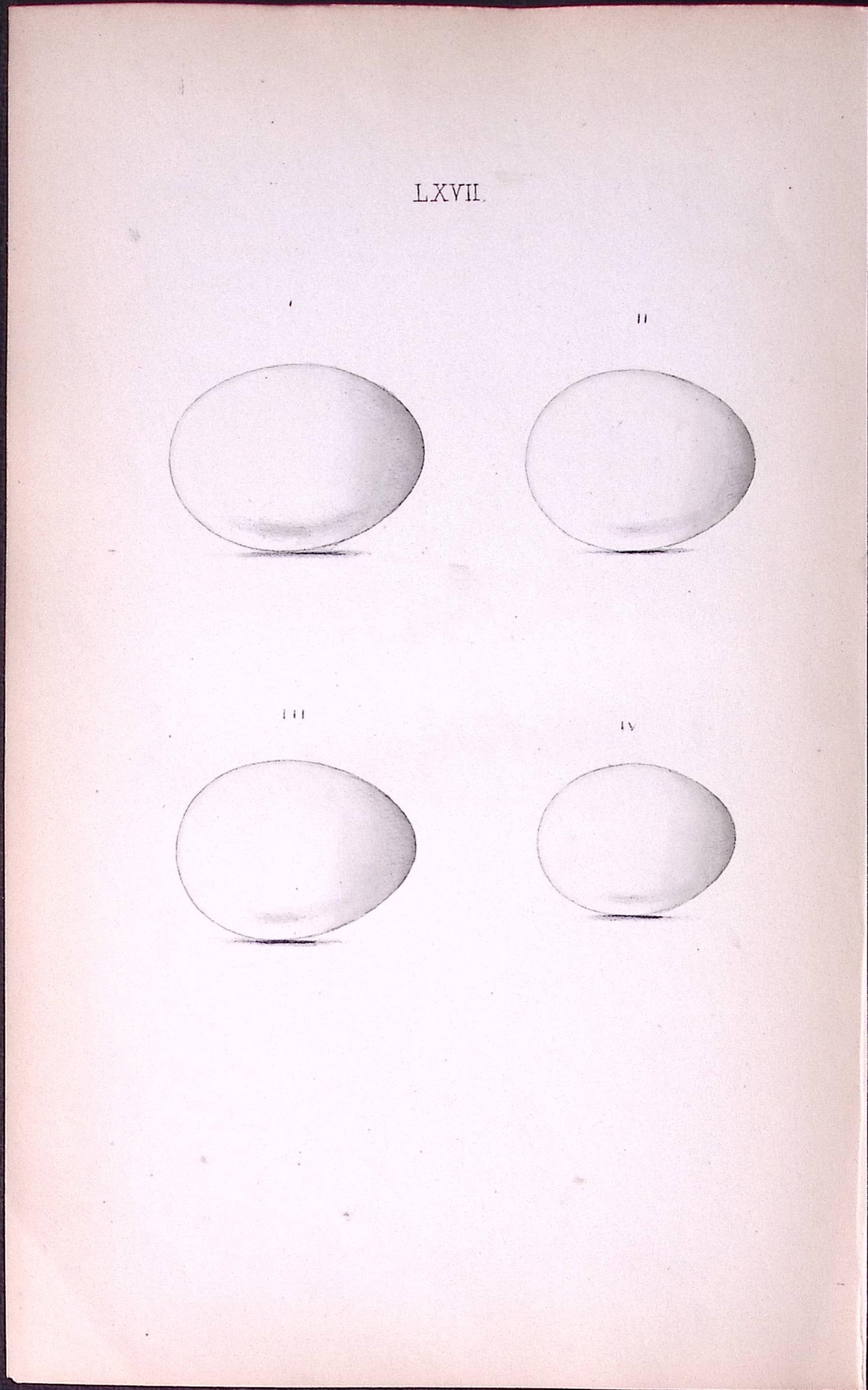 Ring, Stock, Dove-William Hewitson Antique Nests & Eggs of British Birds Print-50: Title: Ring, Stock, Dove-William Hewitson Antique Nests & Eggs of British Birds Print-50 Description: This Antique Print Was Removed From a 170 Years-Old Edition William Hewitson. Coloured