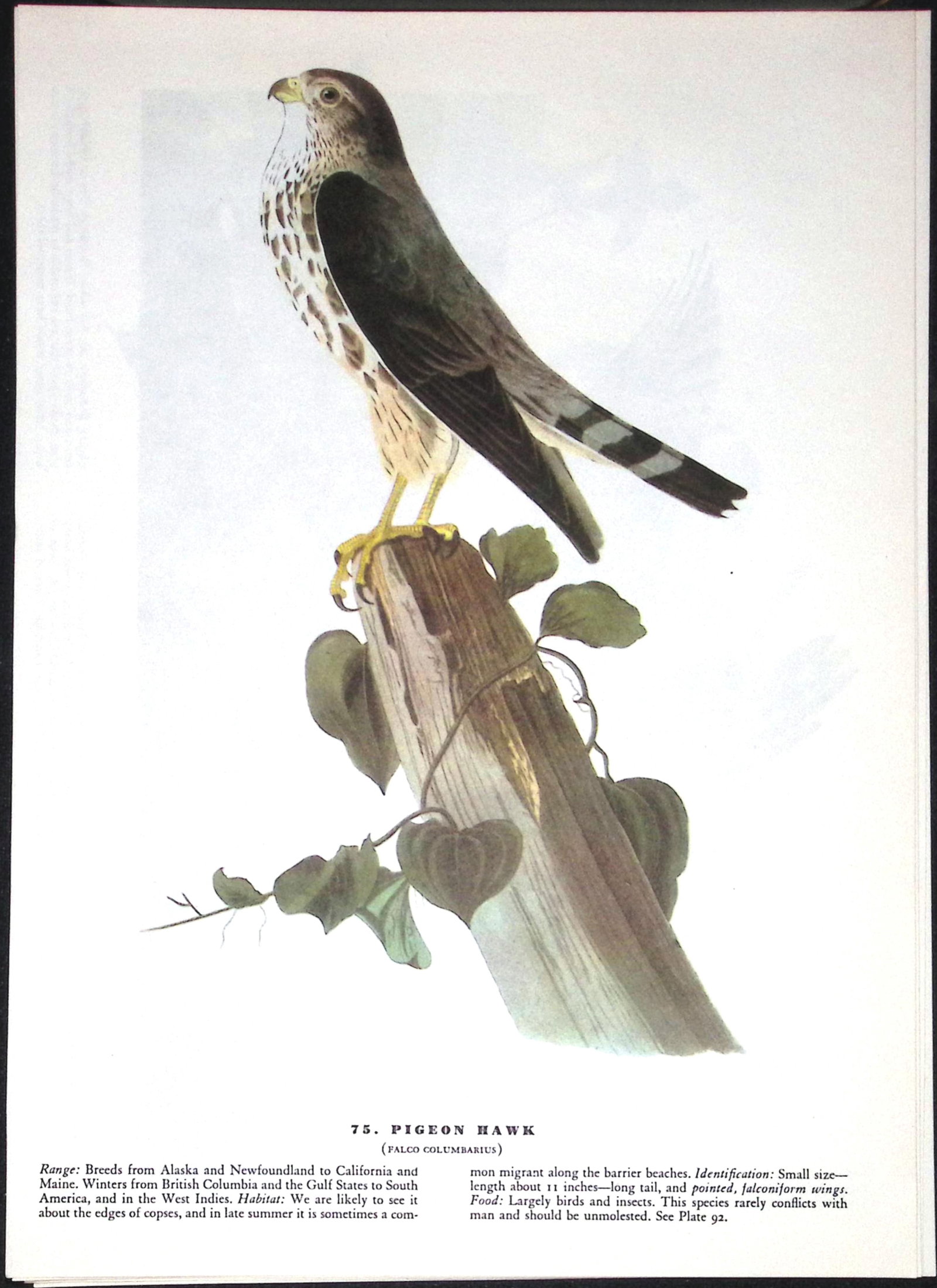 Job-Lot John James Audubon Birds of America 72-Year-Old Coloured Book Plates-21 - 3