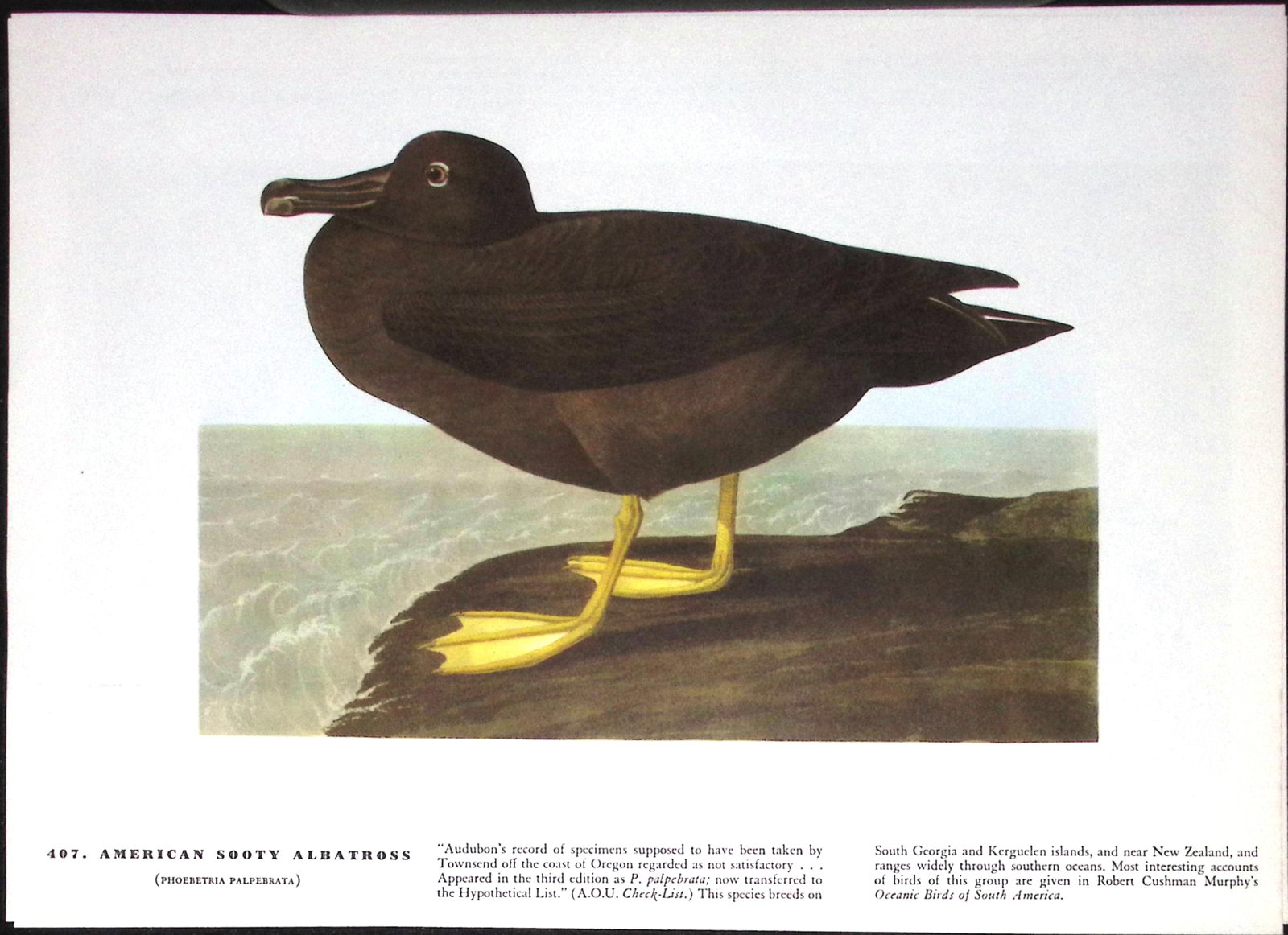 Job-Lot John James Audubon Birds of America 72-Year-Old Coloured Book Plates-21 - 5