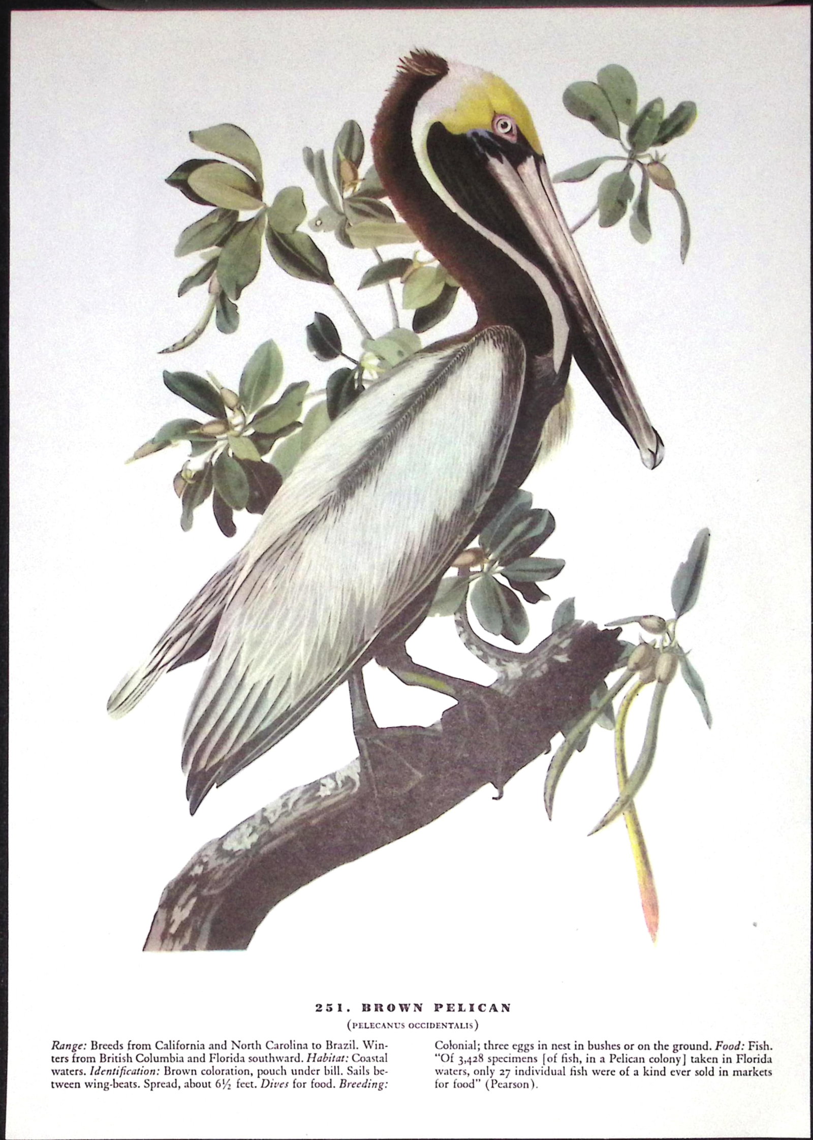 Job-Lot John James Audubon Birds of America 72-Year-Old Coloured Book Plates-21 - 6