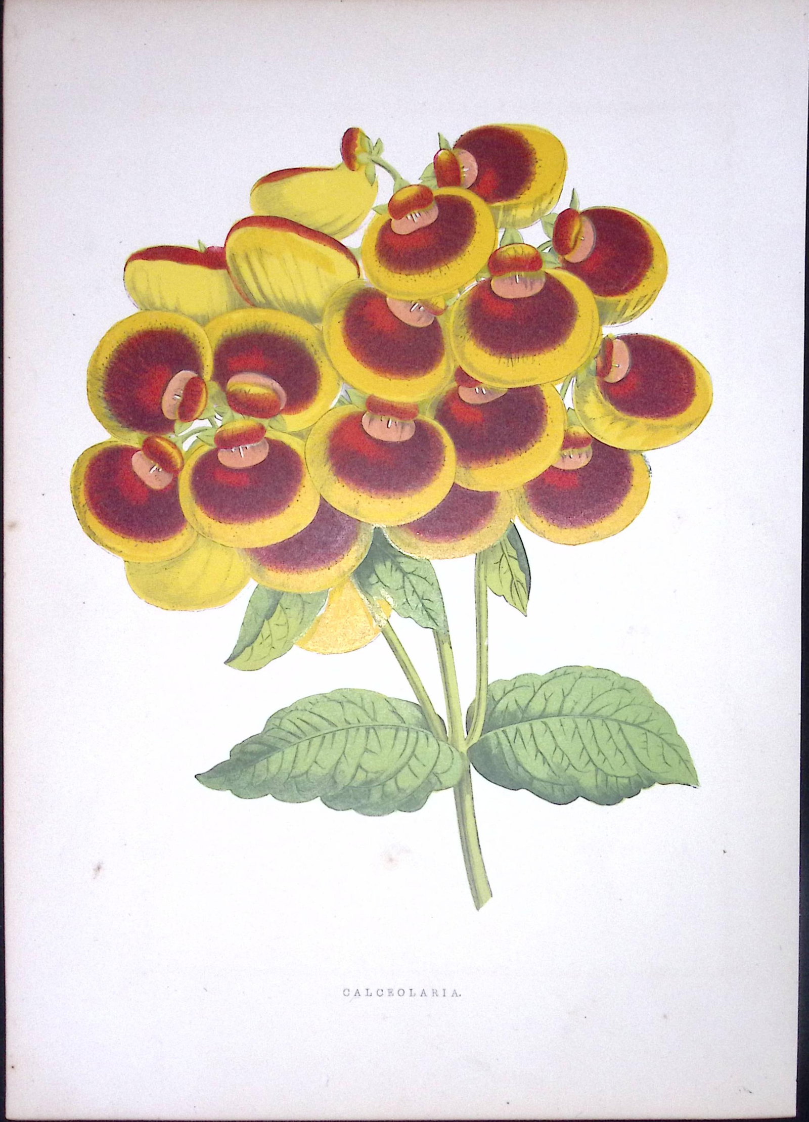 Calceolaria Slipper Flower Antique Shirley Hibbard Greenhouse Print-13a: Title: Calceolaria Slipper Flower Antique Shirley Hibbard Greenhouse Print-13a Description: This Coloured Antique Print Measure Approximately 9.5” X 6.5” (Inches) 274. x 241.3