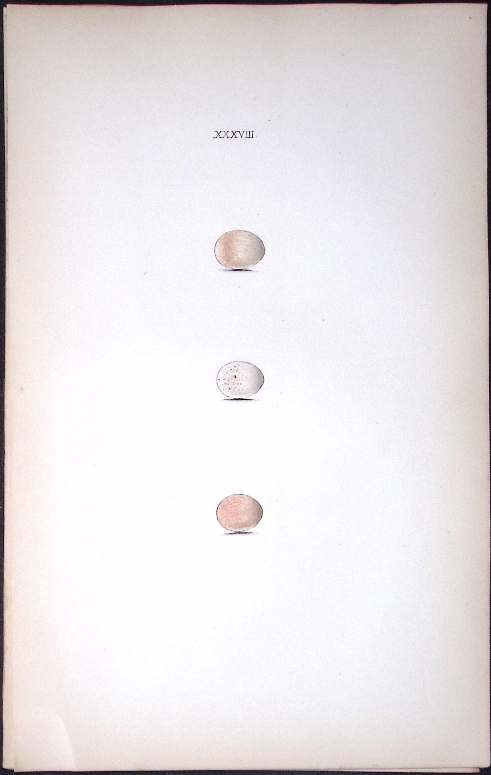 Golden Crested Wren William Hewitson Antique Nests & Eggs of British Birds Print-75: Title: Golden Crested Wren William Hewitson Antique Nests & Eggs of British Birds Print-75 Description: This Antique Print Was Removed From a 170 Years-Old Edition William Hewitson. 