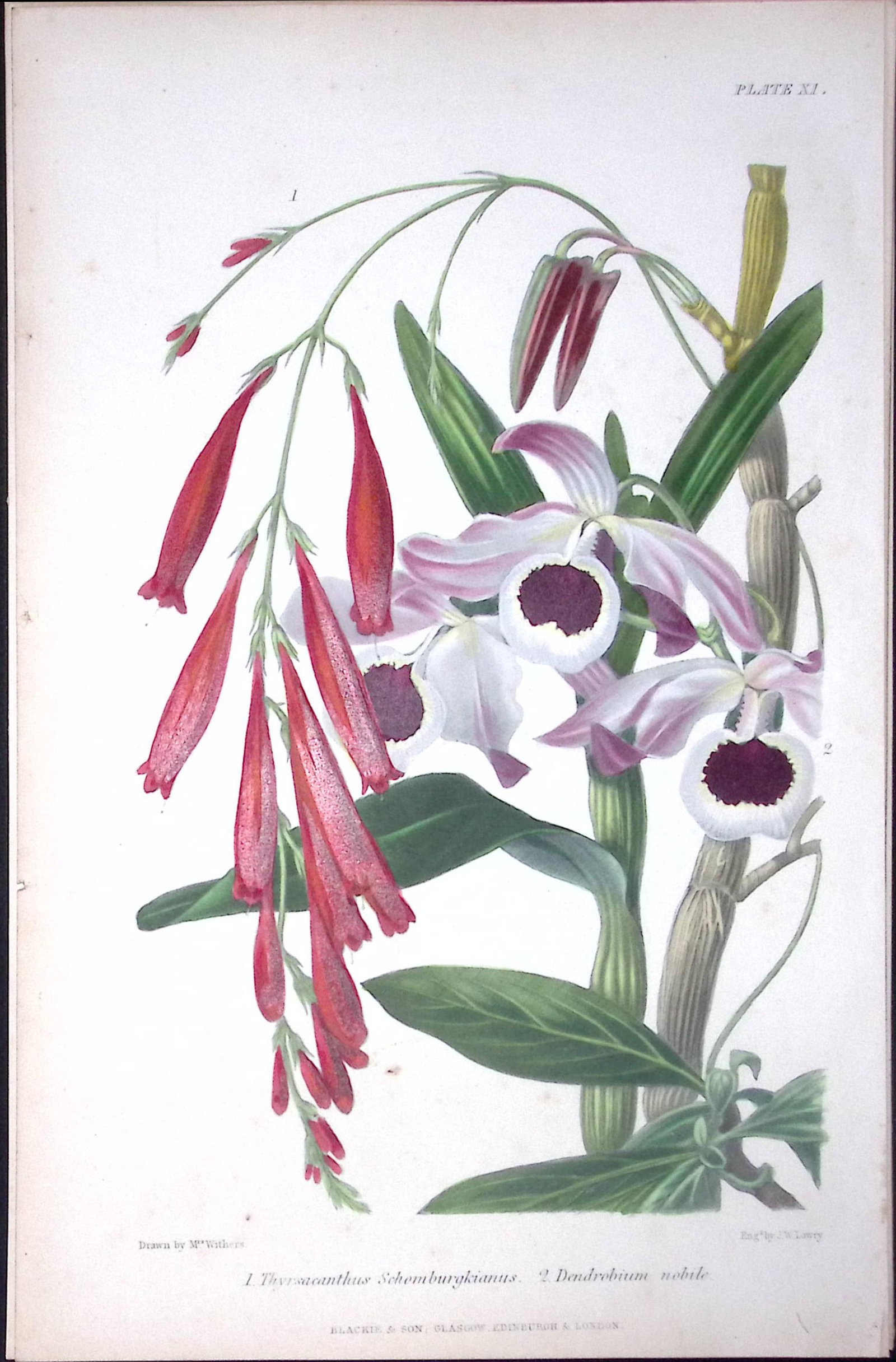 Orchids - Dendrobium Antique Robert Thompson Hand Coloured Print-6 (1 of 2)