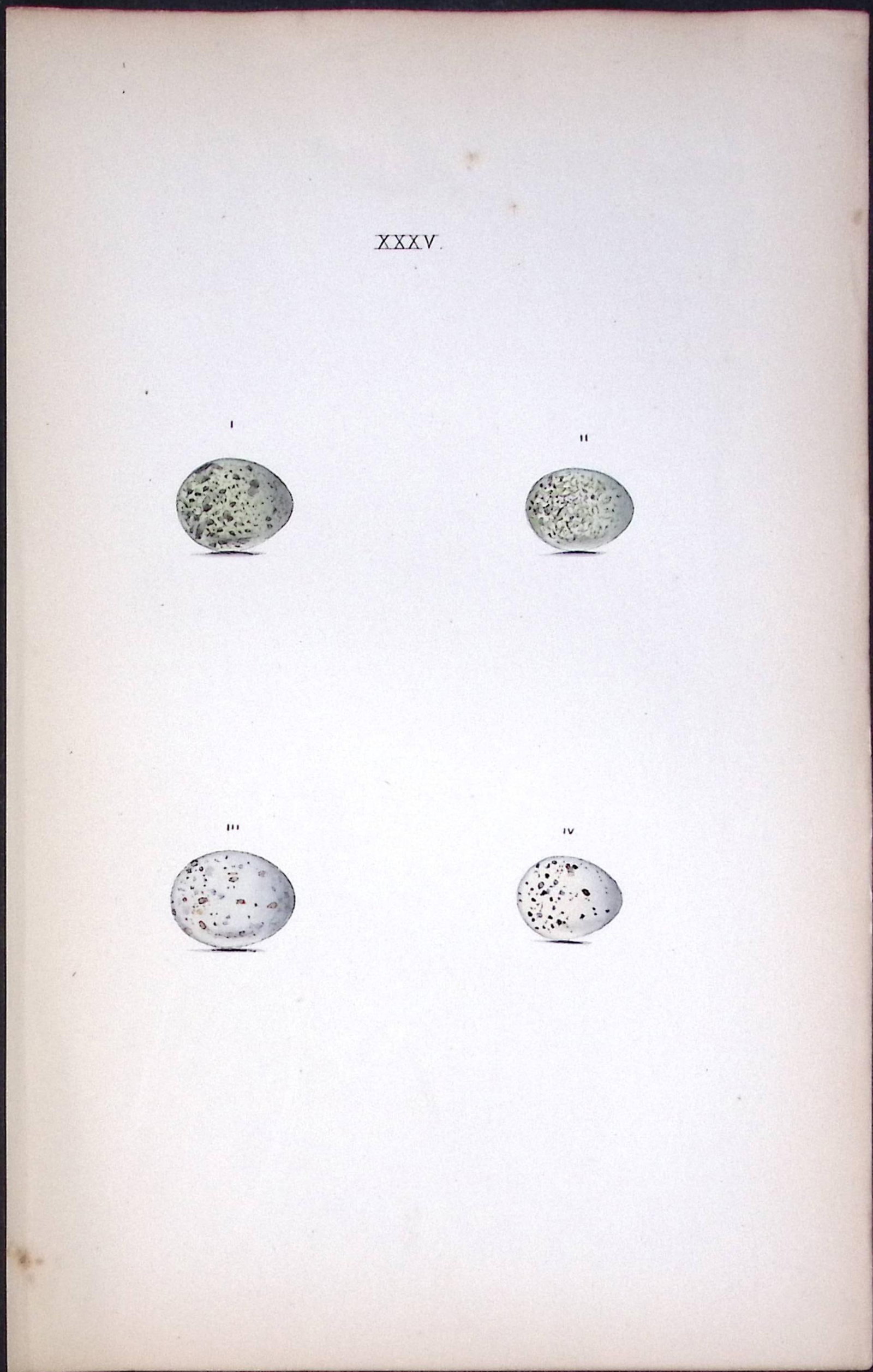 Whitethroat- William Hewitson Antique Nests & Eggs of British Birds Print-21: Title: Whitethroat- William Hewitson Antique Nests & Eggs of British Birds Print-21 Description: This Antique Print Was Removed From a 170 Years-Old Edition William Hewitson. Coloured