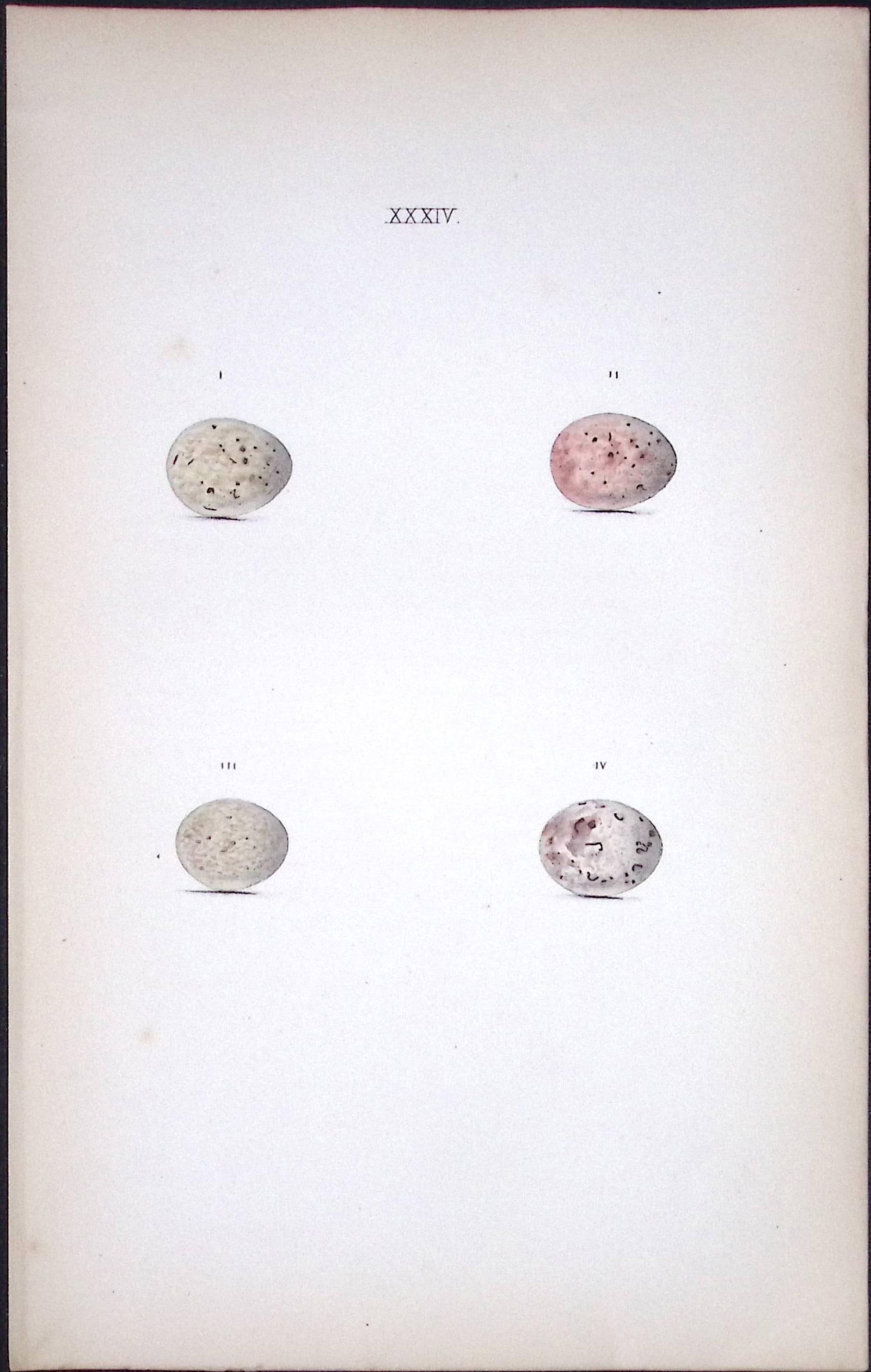 Blackcap Species Hewitson Antique Nests & Eggs of British Birds Print-22: Title: Blackcap Species Hewitson Antique Nests & Eggs of British Birds Print-22 Description: This Antique Print Was Removed From a 170 Years-Old Edition William Hewitson. Coloured