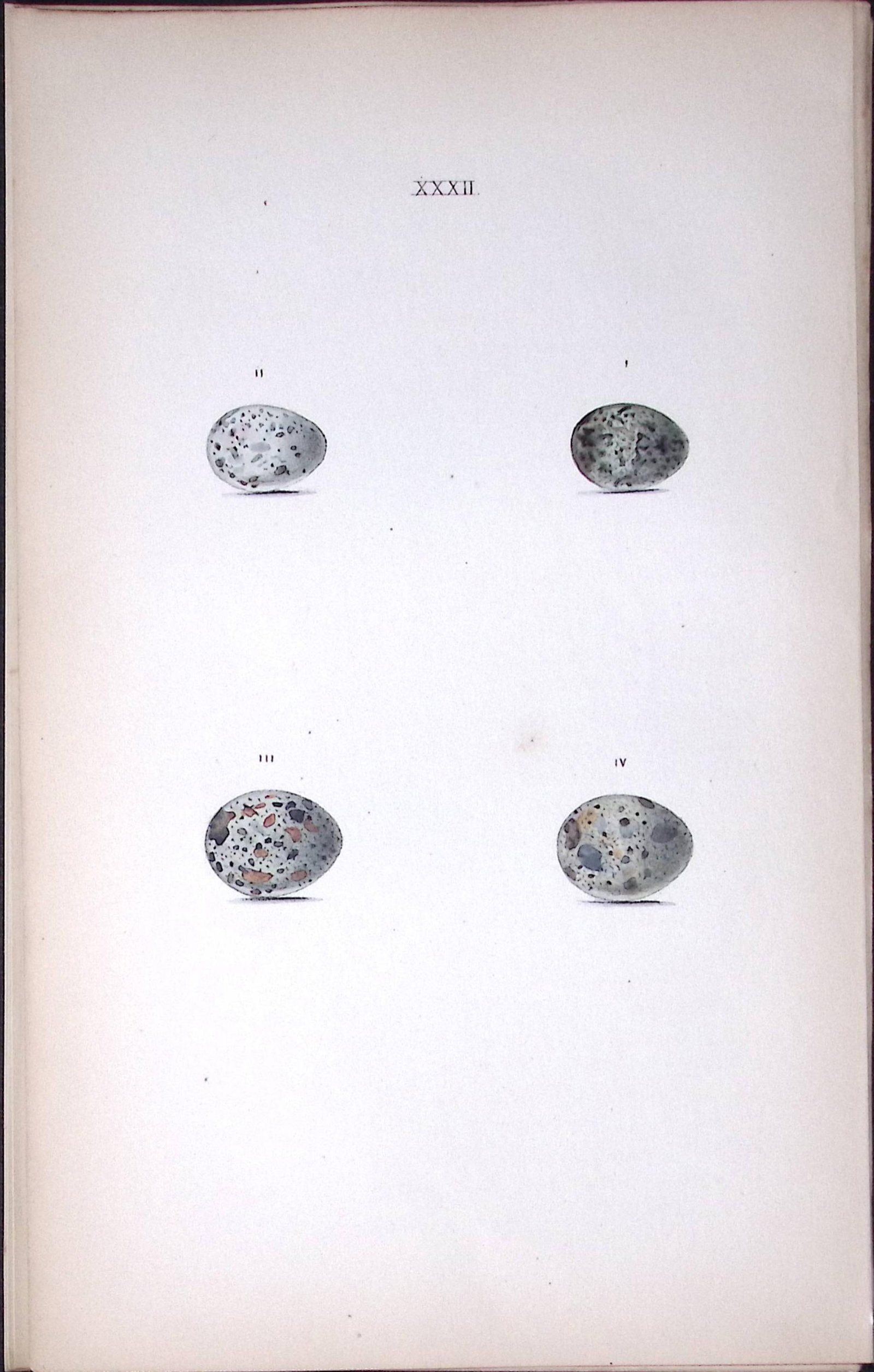 Reed Warbler Species Hewitson Antique Nests & Eggs of British Birds Print-24: Title: Reed Warbler Species Hewitson Antique Nests & Eggs of British Birds Print-24 Description: This Antique Print Was Removed From a 170 Years-Old Edition William Hewitson. Coloured