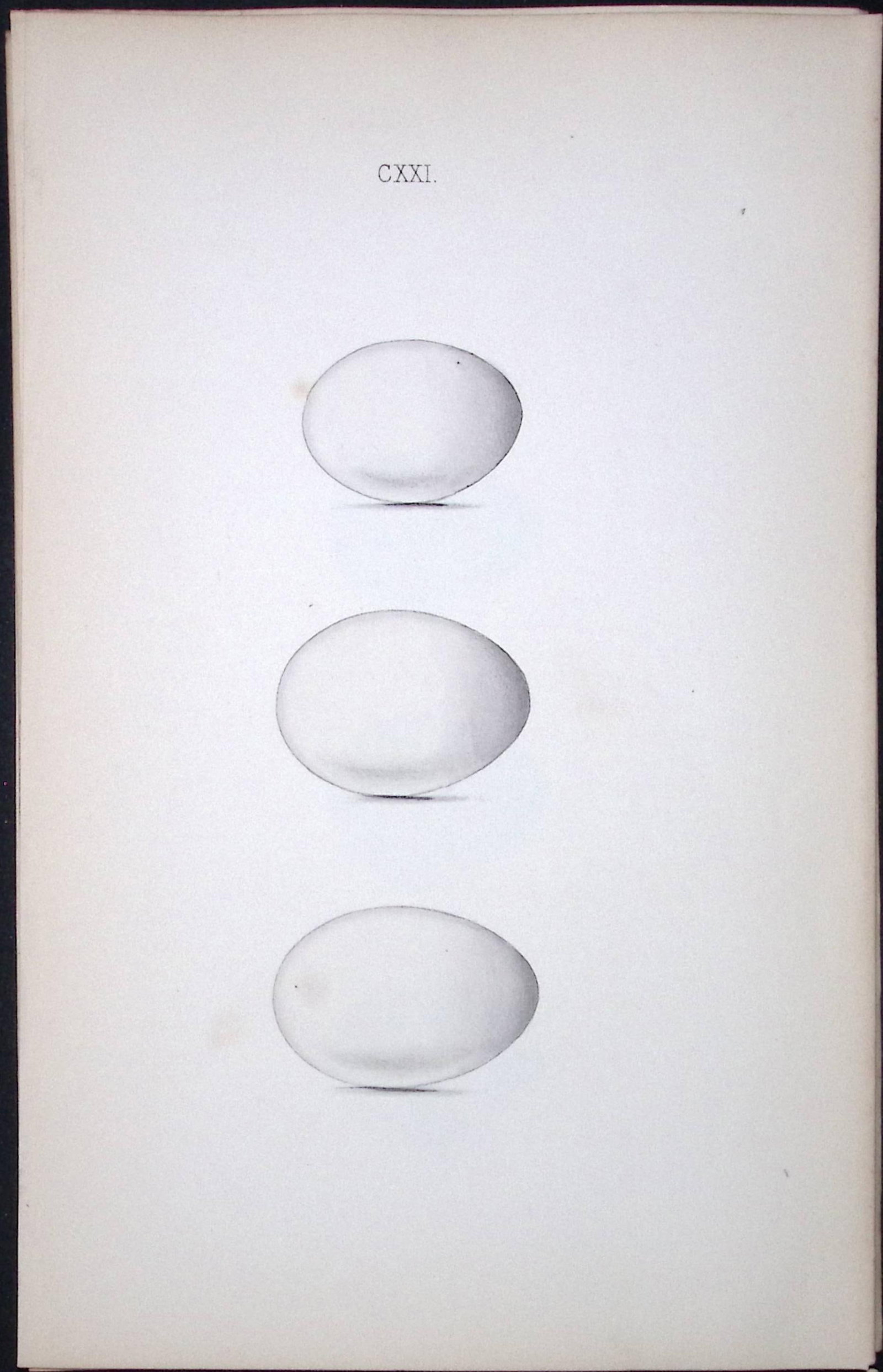 Little Grebe -William Hewitson Antique Nests & Eggs of British Birds Print-93 (1 of 1)