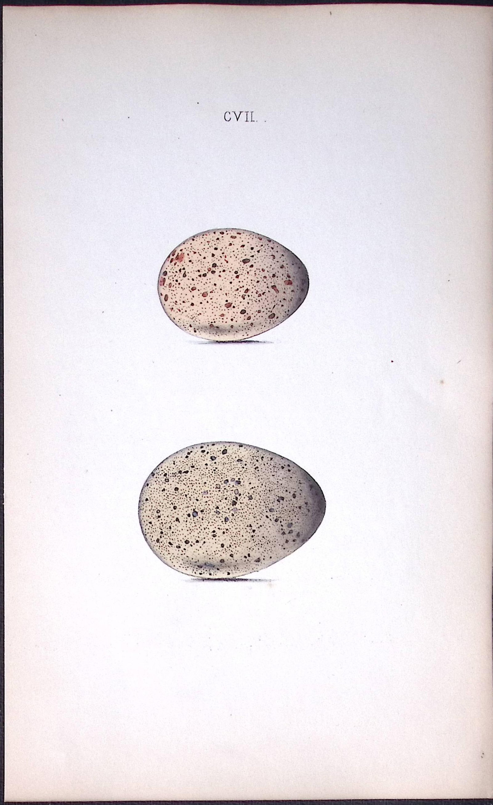 Water & Moor Hen - William Hewitson Antique Nests & Eggs of British Birds Print-42: Title: Water & Moor Hen - William Hewitson Antique Nests & Eggs of British Birds Print-42 Description: This Antique Print Was Removed From a 170 Years-Old Edition William Hewitson. 