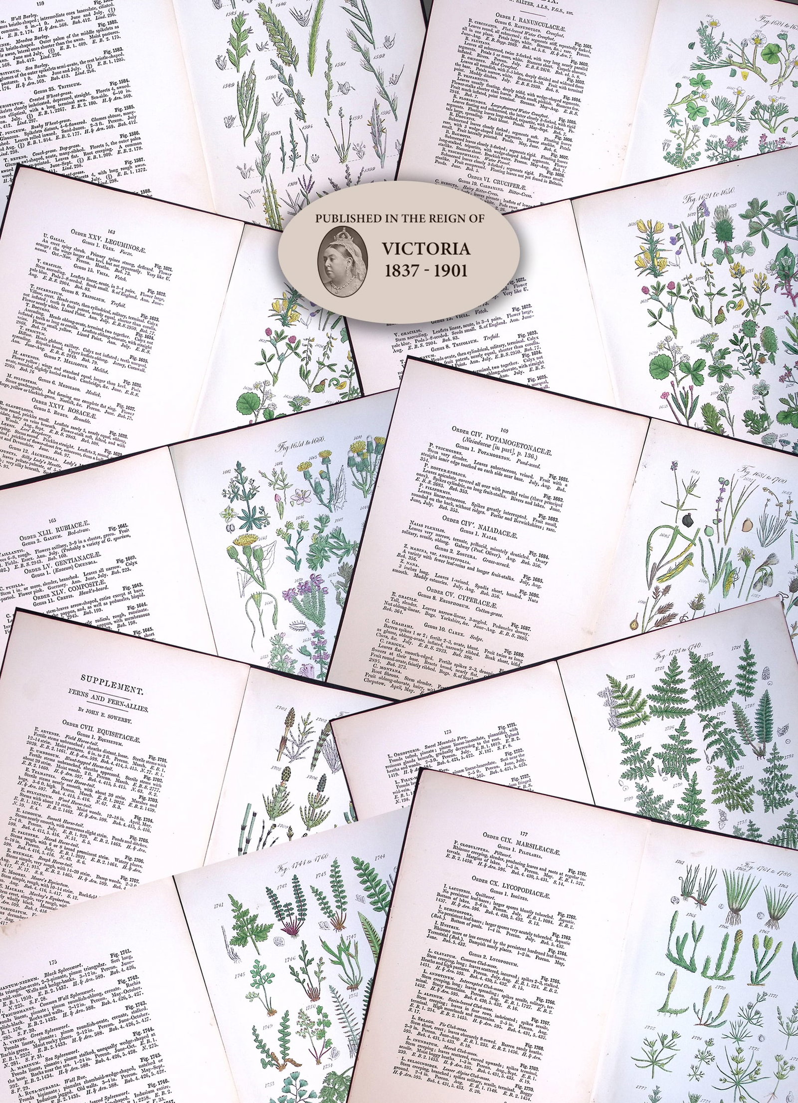 Job-Lot British Wild-Flowers John Sowerby Antique Engraved Prints With Hand Colouring-2 (1 of 11)