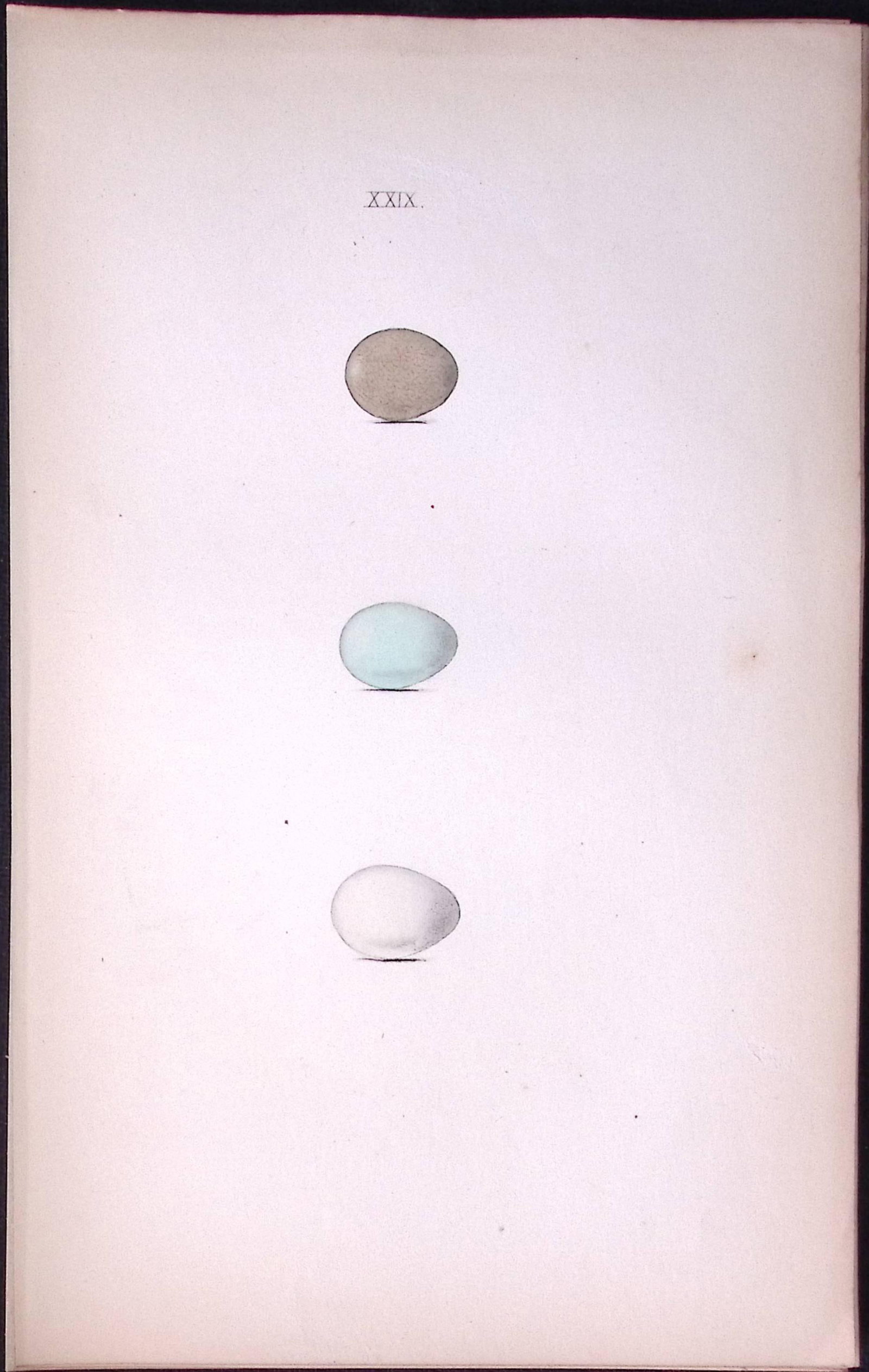 Blue Throated Warbler -Hewitson Antique Nests & Eggs of British Birds Print-27: Title: Blue Throated Warbler -Hewitson Antique Nests & Eggs of British Birds Print-27 Description: This Antique Print Was Removed From a 170 Years-Old Edition William Hewitson. Coloured