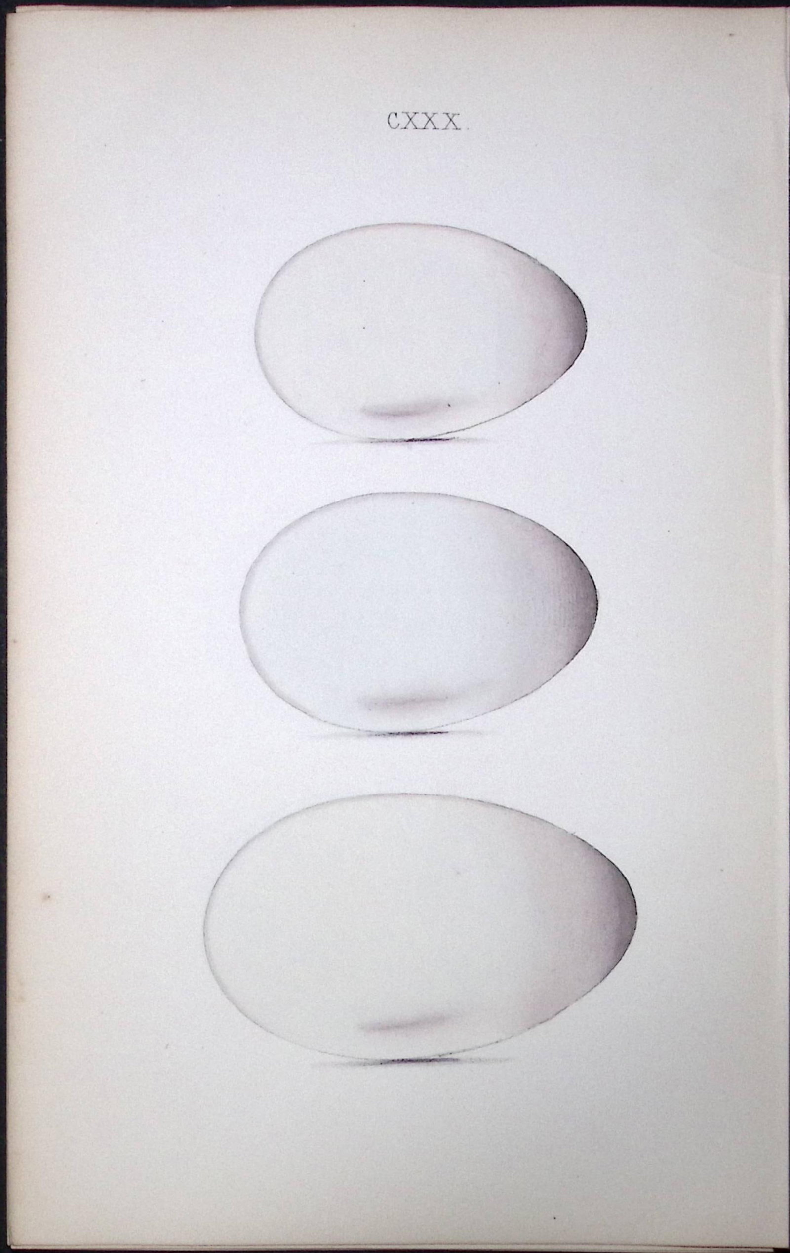 Cormorant William Hewitson Antique Nests & Eggs of British Birds Print-110: Title: Cormorant William Hewitson Antique Nests & Eggs of British Birds Print-110 Description: This Antique Print Was Removed From a 170 Years-Old Edition William Hewitson. <