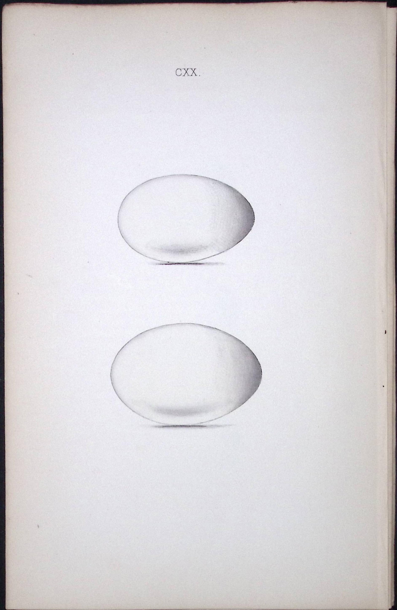 Red Necked Grebe -William Hewitson Antique Nests & Eggs of British Birds Print-94 (1 of 1)