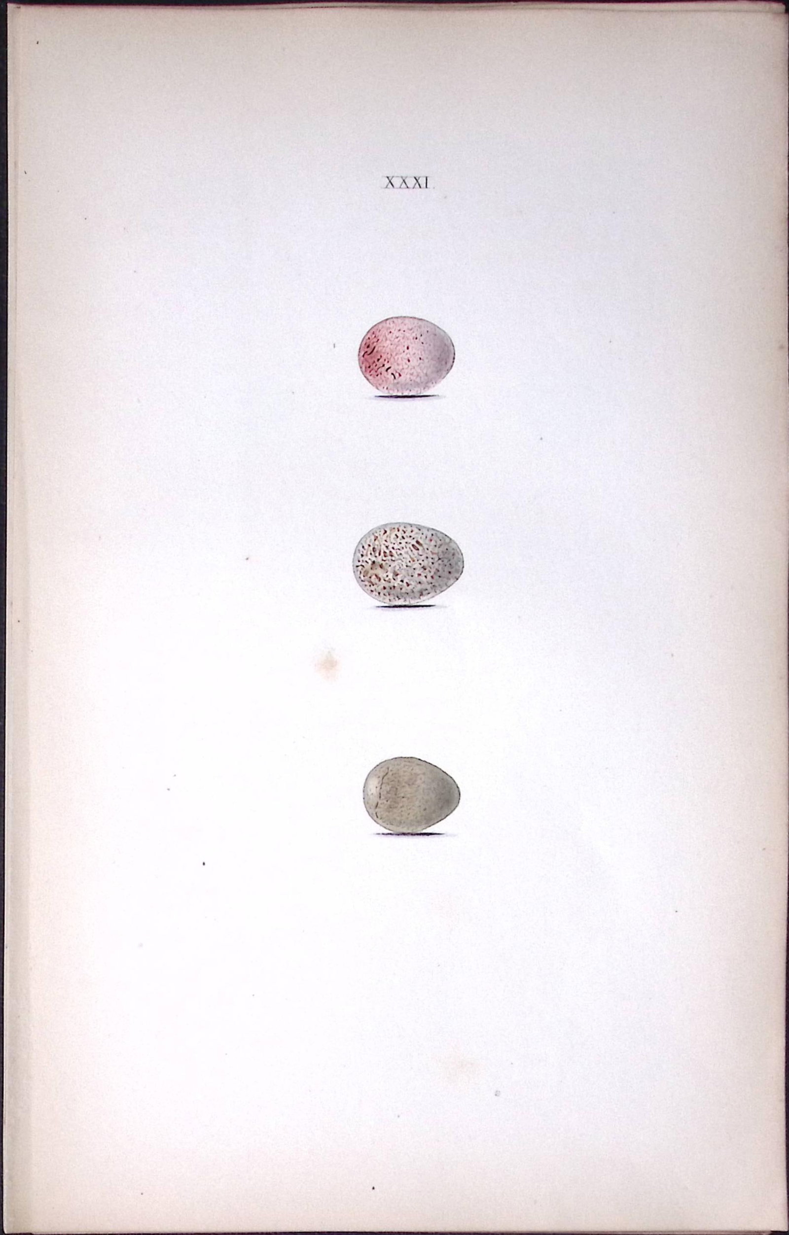 Grasshopper Warbler Species -Hewitson Antique Nests & Eggs of British Birds Print-25: Title: Grasshopper Warbler Species -Hewitson Antique Nests & Eggs of British Birds Print-25 Description: This Antique Print Was Removed From a 170 Years-Old Edition William Hewit