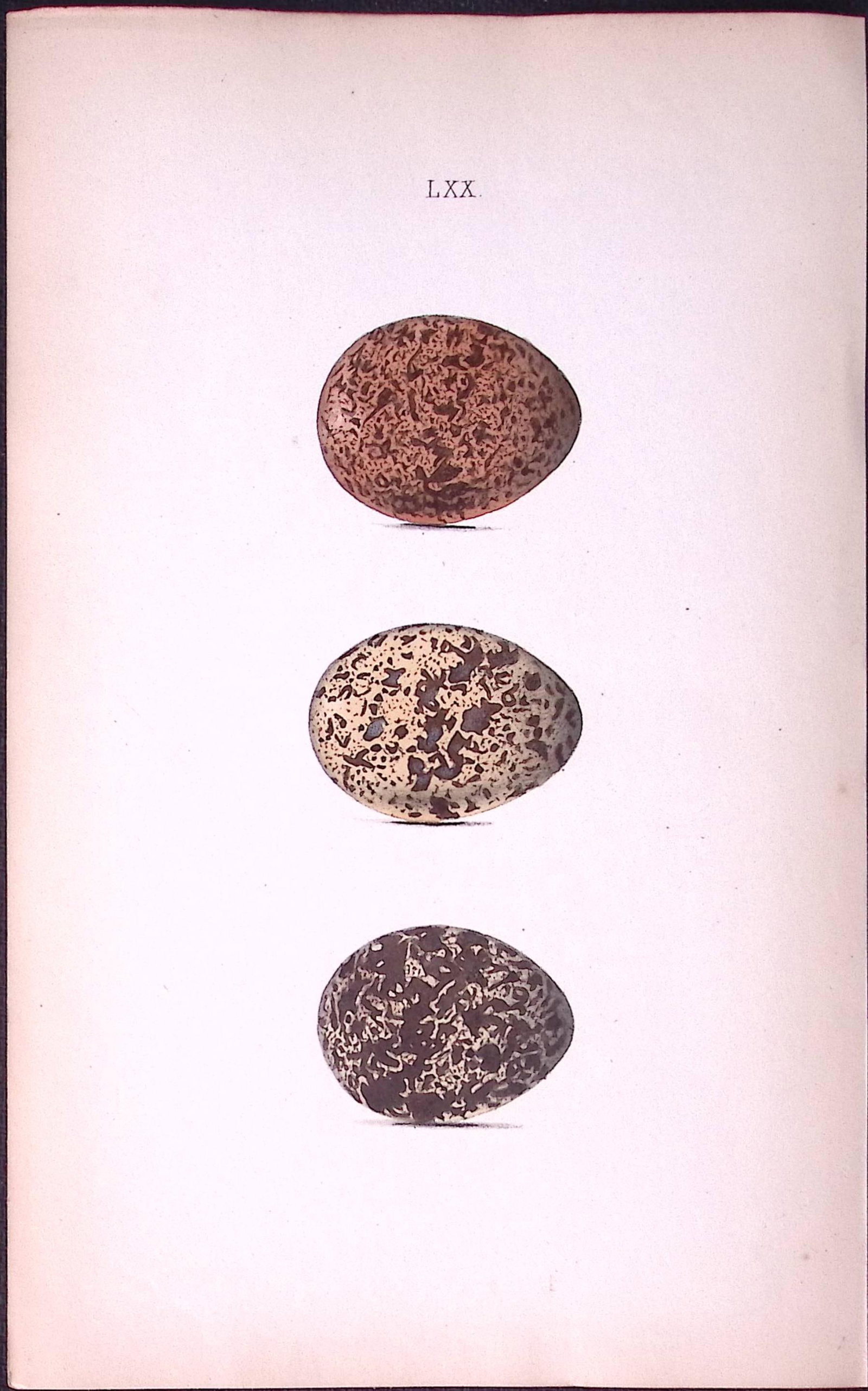 Red Grouse -William Hewitson Antique Nests & Eggs of British Birds Print-47: Title: Red Grouse -William Hewitson Antique Nests & Eggs of British Birds Print-47 Description: This Antique Print Was Removed From a 170 Years-Old Edition William Hewitson. <