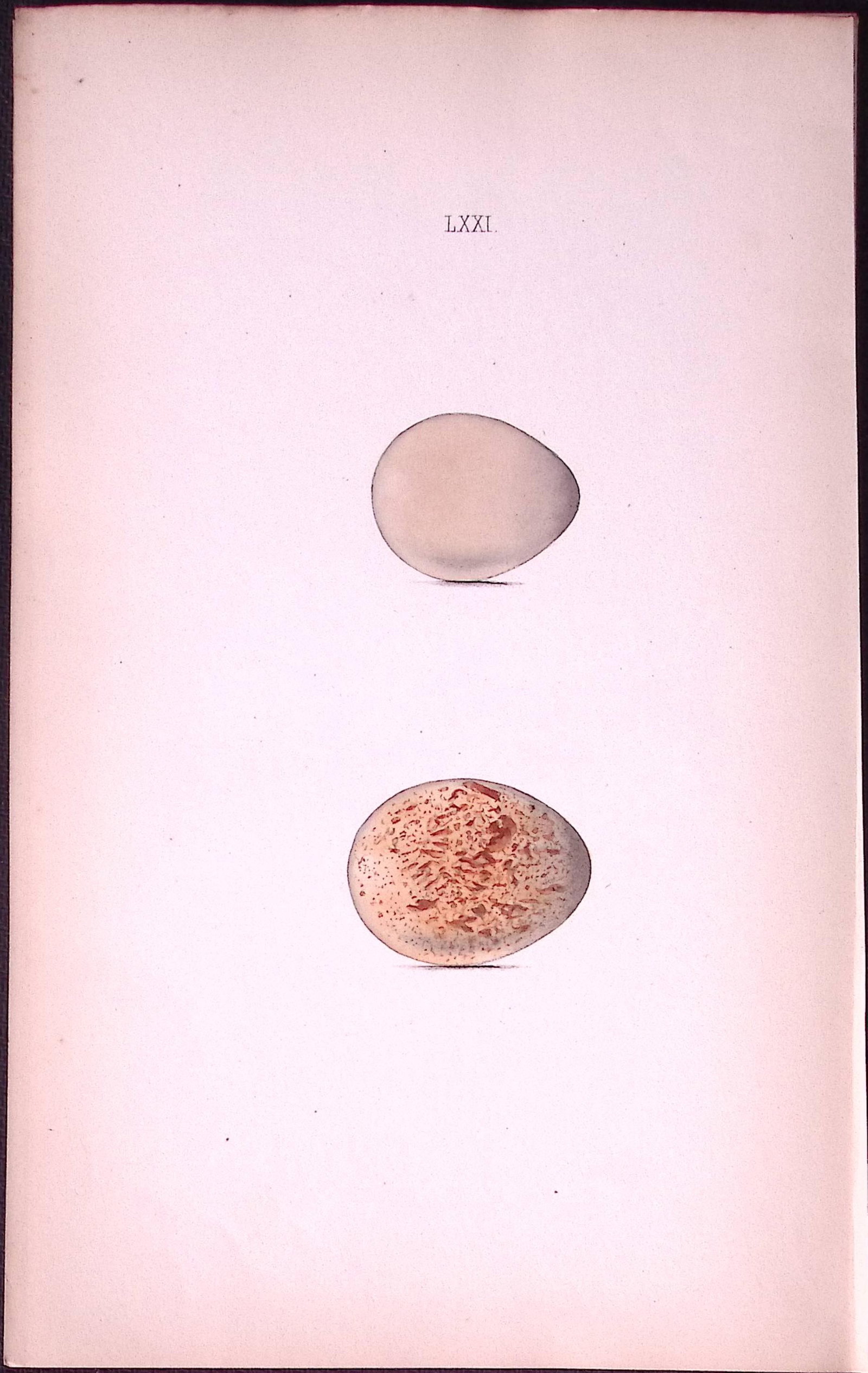 Patridge Species -William Hewitson Antique Nests & Eggs of British Birds Print-46: Title: Patridge Species -William Hewitson Antique Nests & Eggs of British Birds Print-46 Description: This Antique Print Was Removed From a 170 Years-Old Edition William Hewitson. Coloured