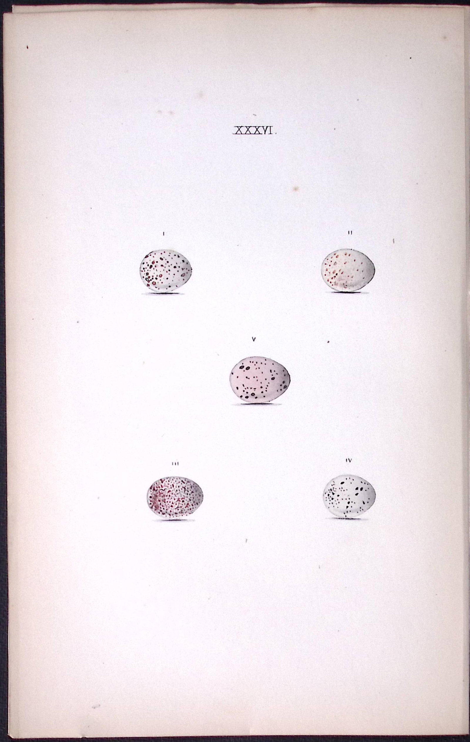 Wren, Chaff, Warbler - William Hewitson Antique Nests & Eggs of British Birds Print-20: Title: Wren, Chaff, Warbler - William Hewitson Antique Nests & Eggs of British Birds Print-20 Description: This Antique Print Was Removed From a 170 Years-Old Edition William Hew