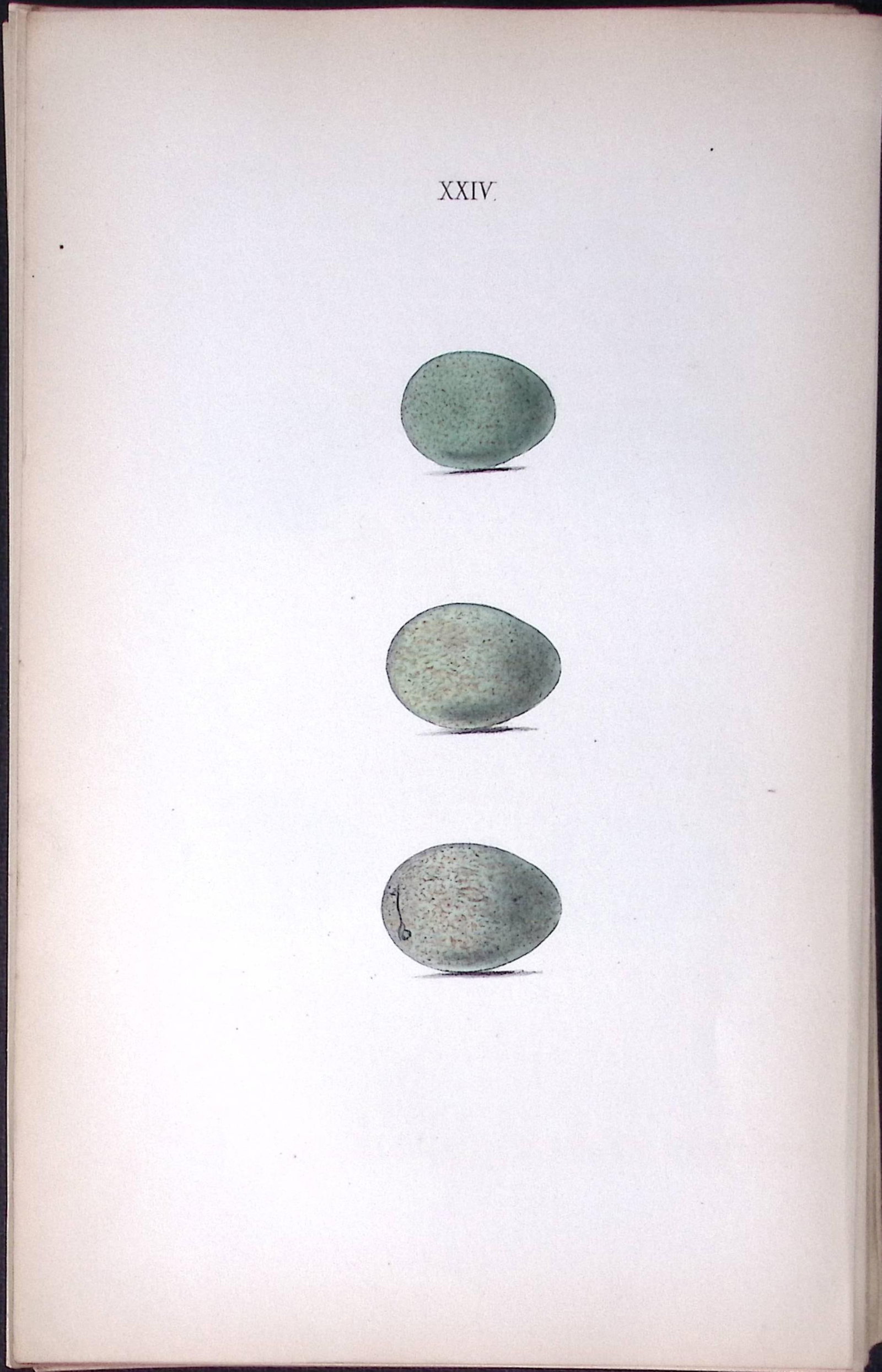 Redwing Species -Hewitson Antique Nests & Eggs of British Birds Print-31: Title: Redwing Species -Hewitson Antique Nests & Eggs of British Birds Print-31 Description: This Antique Print Was Removed From a 170 Years-Old Edition William Hewitson.