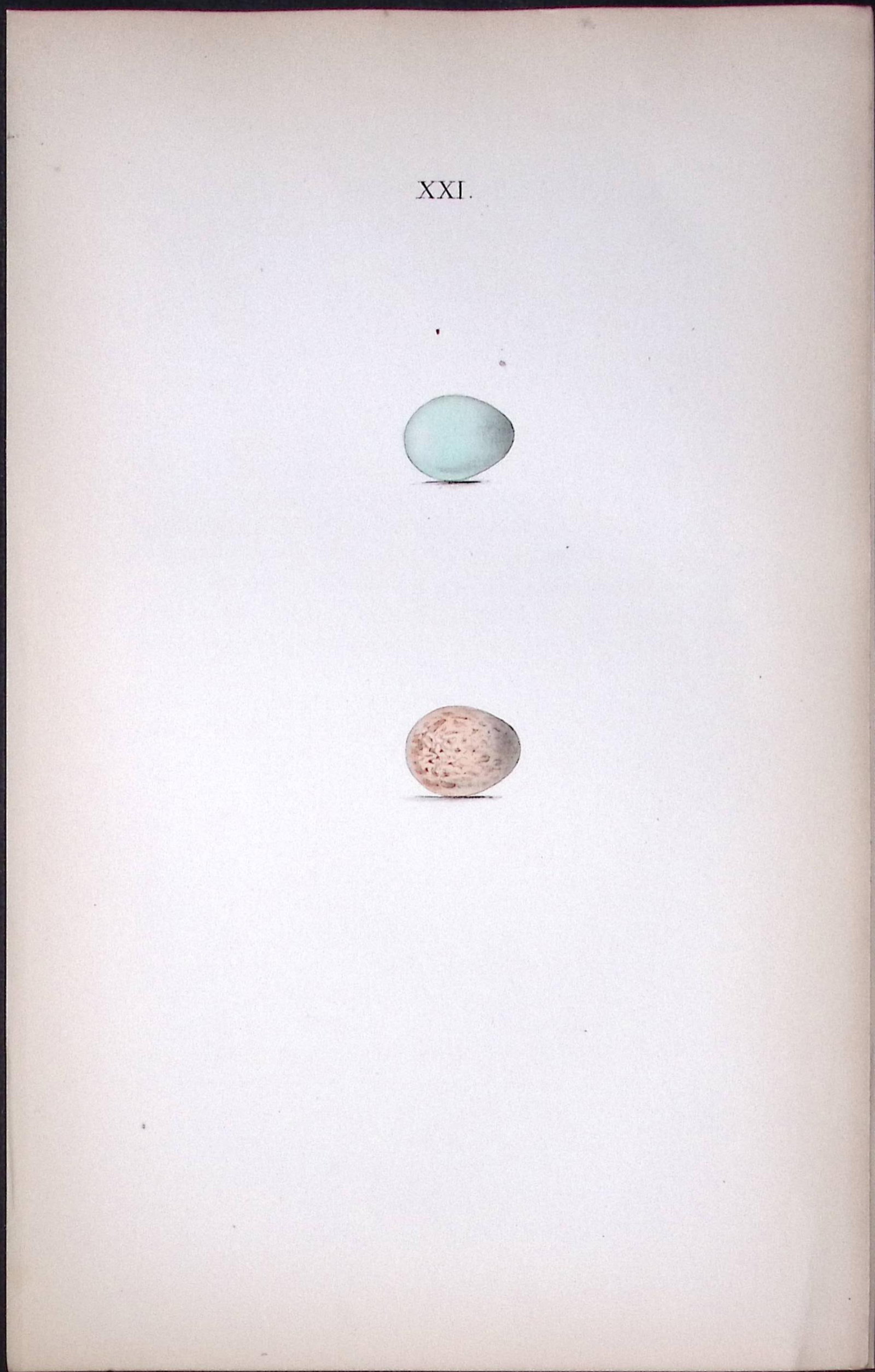 Spotted Flycatcher -Hewitson Antique Nests & Eggs of British Birds Print-34: Title: Spotted Flycatcher -Hewitson Antique Nests & Eggs of British Birds Print-34 Description: This Antique Print Was Removed From a 170 Years-Old Edition William Hewitson. <