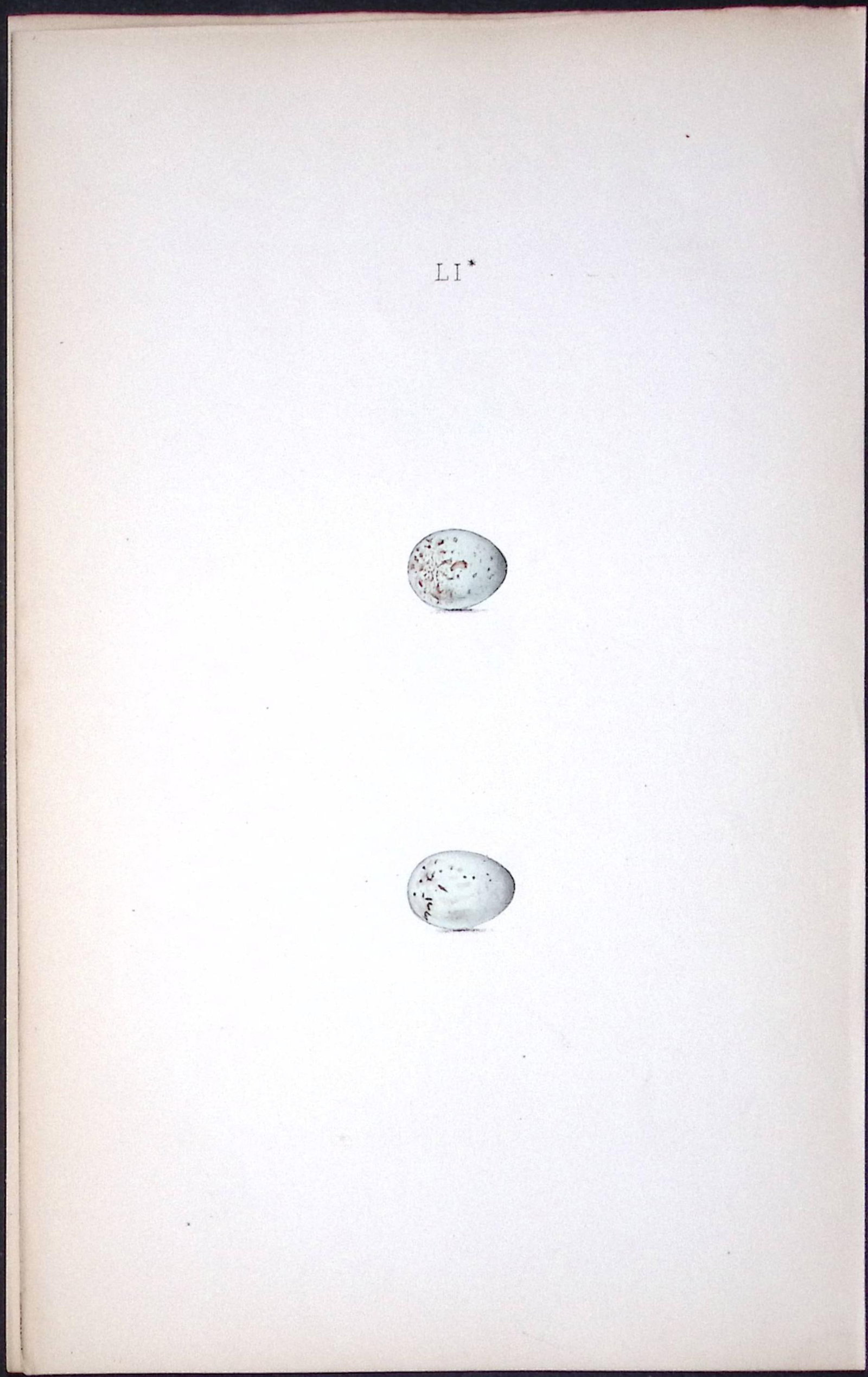 Mealy Redpole Species William Hewitson Antique Nests & Eggs of British Birds Print-62: Title: Mealy Redpole Species William Hewitson Antique Nests & Eggs of British Birds Print-62 Description: This Antique Print Was Removed From a 170 Years-Old Edition William Hewitson. 