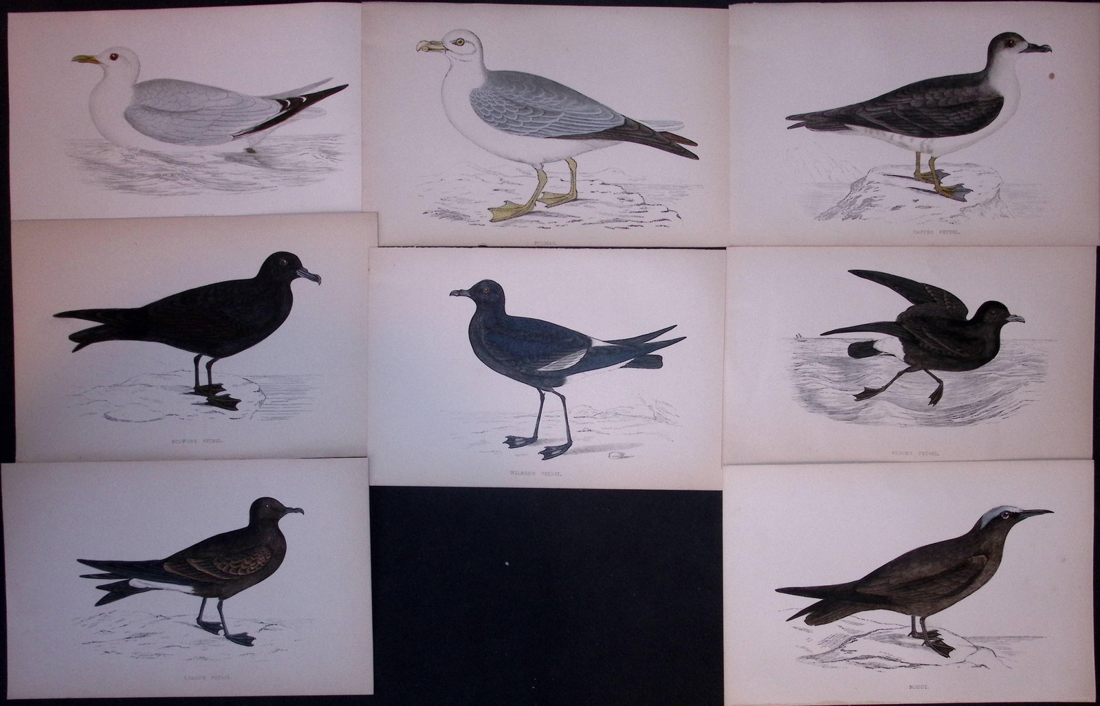 Job-Lot Rev Morris Kittiwake, Petrel, Noddy, 1888 Antique Lithographs-33 (1 of 1)