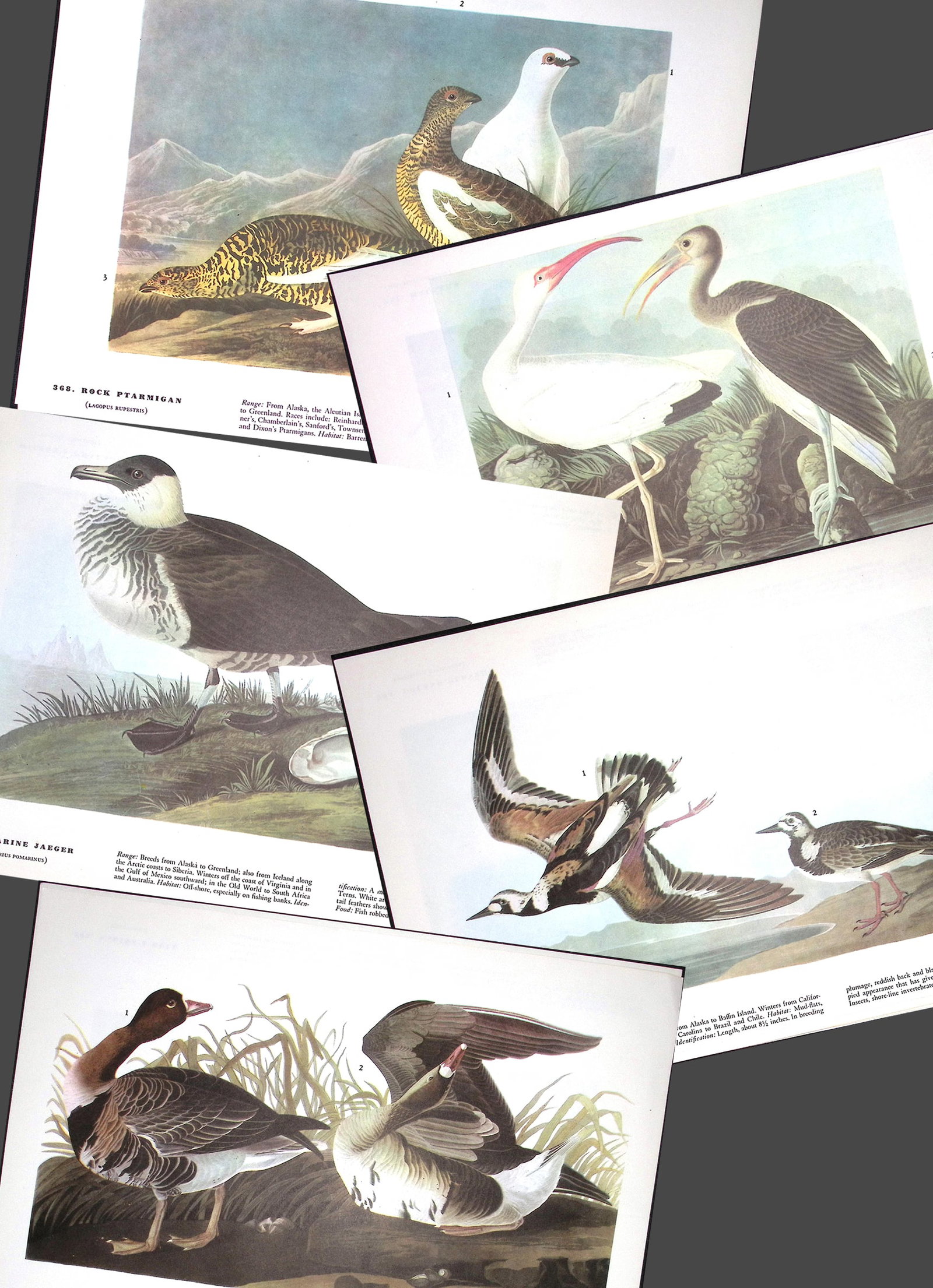 Job-Lot John James Audubon Birds of America 72-Year-Old Coloured Book Plates-15 (1 of 6)