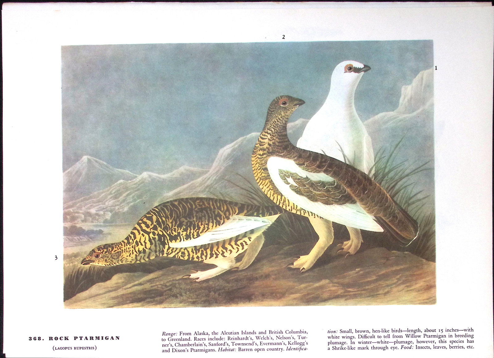 Job-Lot John James Audubon Birds of America 72-Year-Old Coloured Book Plates-15 - 2