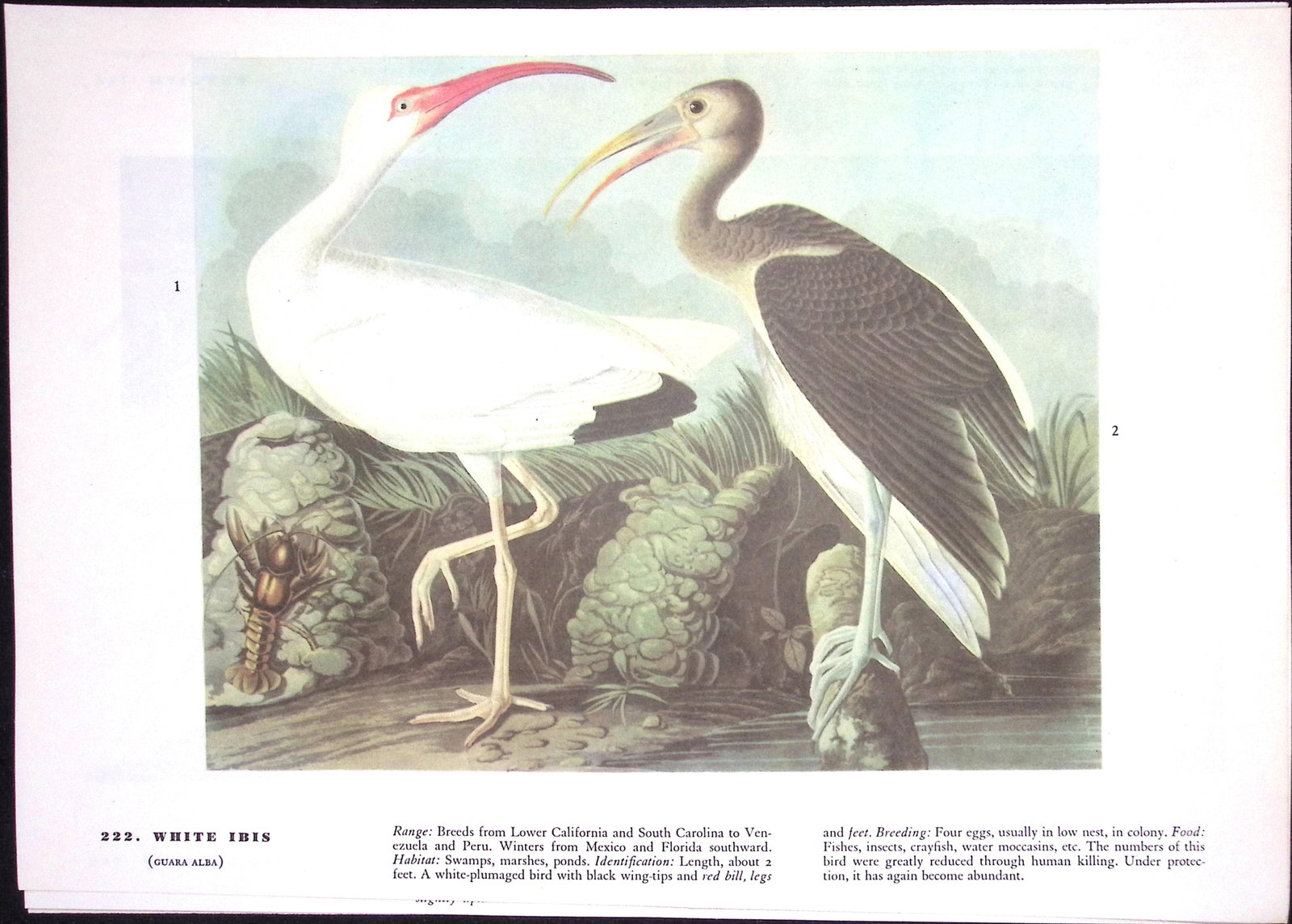 Job-Lot John James Audubon Birds of America 72-Year-Old Coloured Book Plates-15 - 3