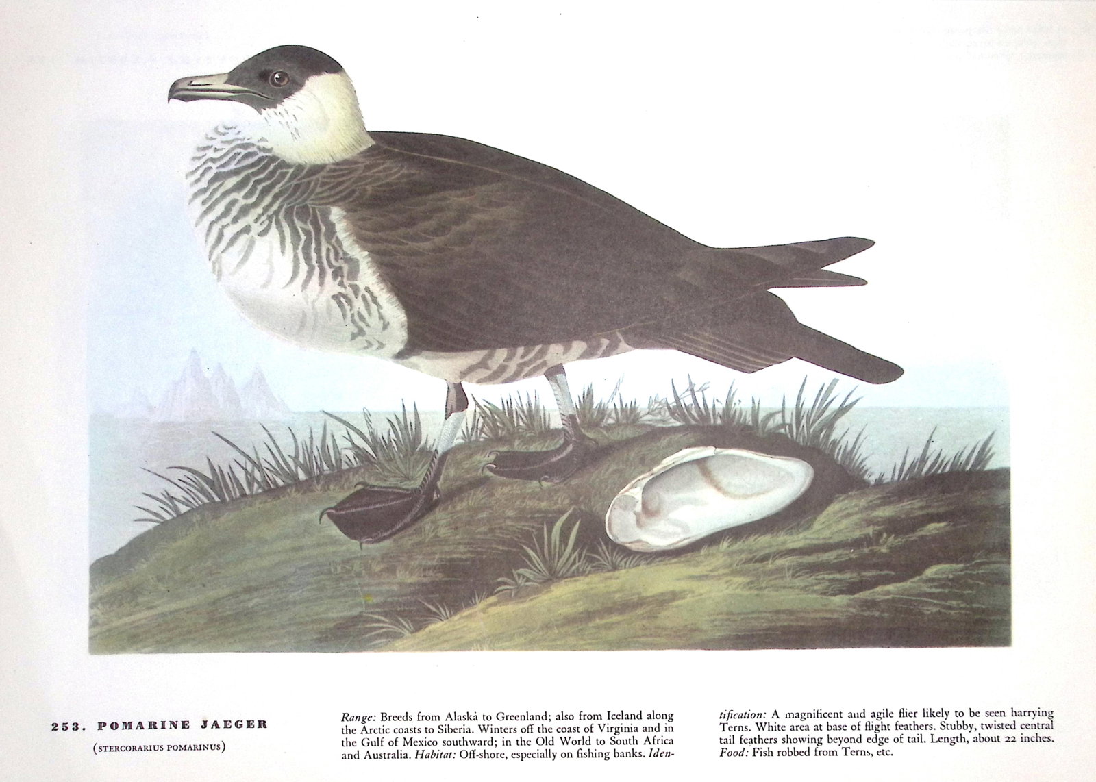 Job-Lot John James Audubon Birds of America 72-Year-Old Coloured Book Plates-15 - 4