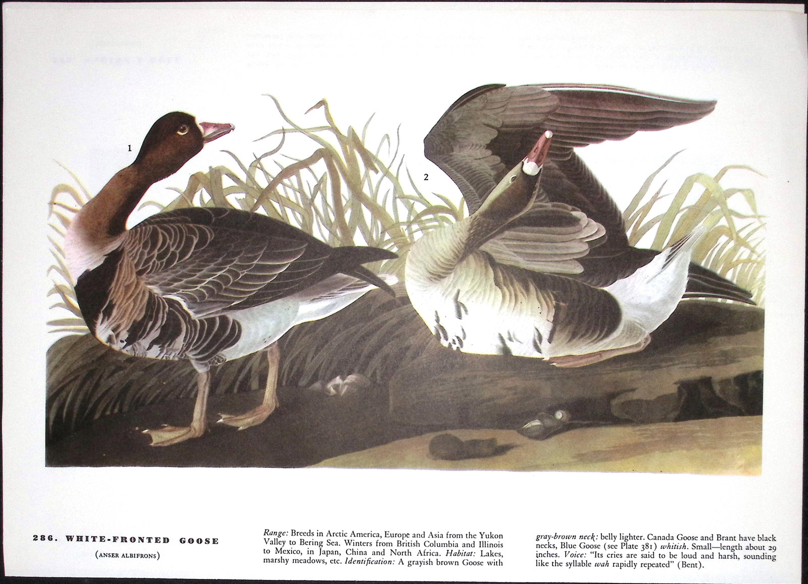Job-Lot John James Audubon Birds of America 72-Year-Old Coloured Book Plates-15 - 6