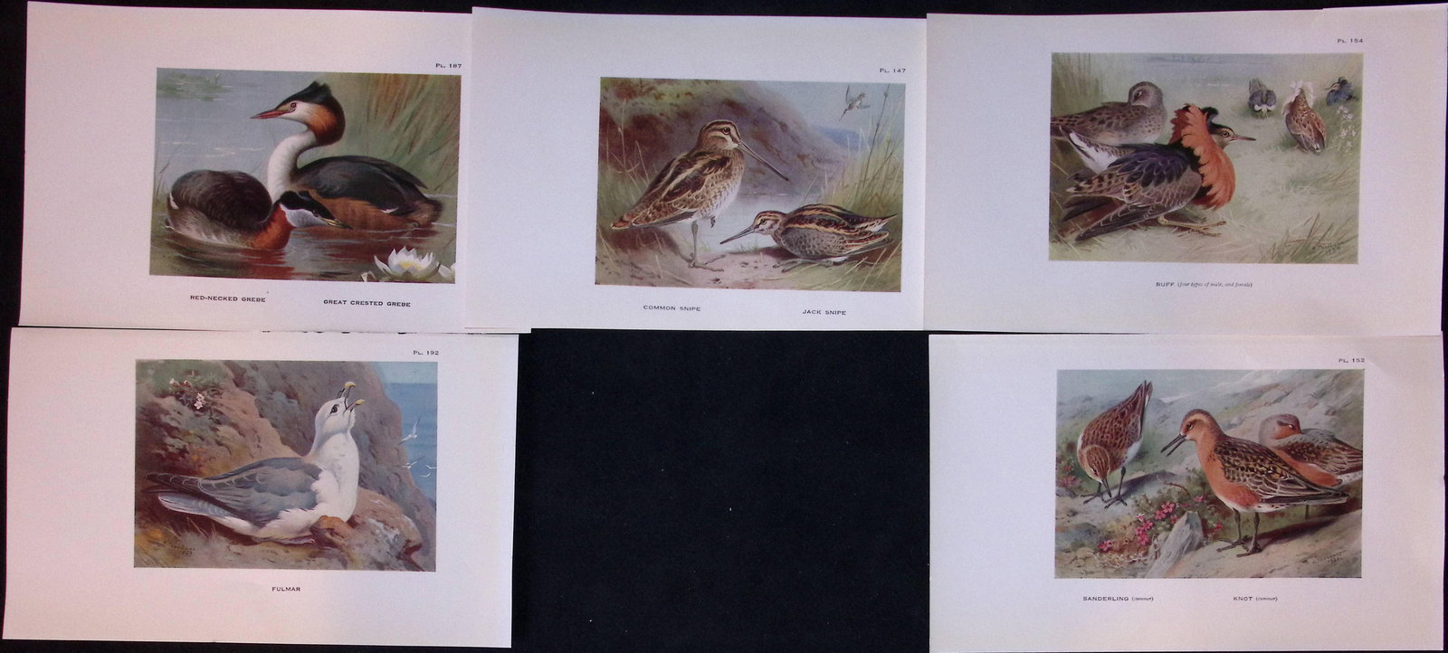 Job-Lot 11 Thorburn Bird Divers, Grebe, Petrel, Snipe Antique Prints 15. - 2