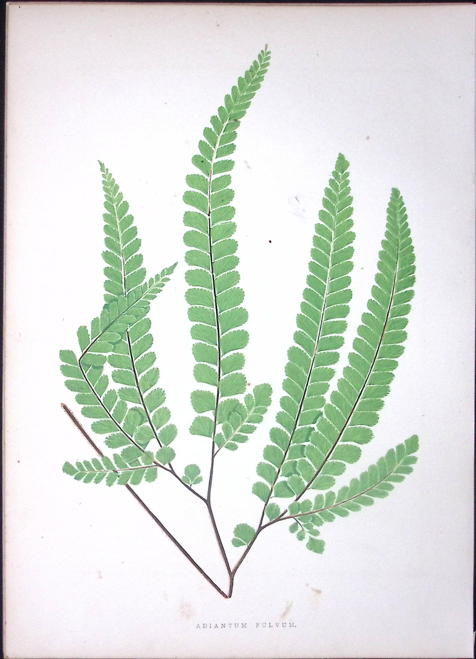 Adiantum Fulvum Fern Antique Shirley Hibbard Greenhouse Coloured Print-5: Title: Adiantum Fulvum Fern Antique Shirley Hibbard Greenhouse Coloured Print-5 Description: This Coloured Antique Print Measure Approximately 9.5” X 6.5” (Inches)