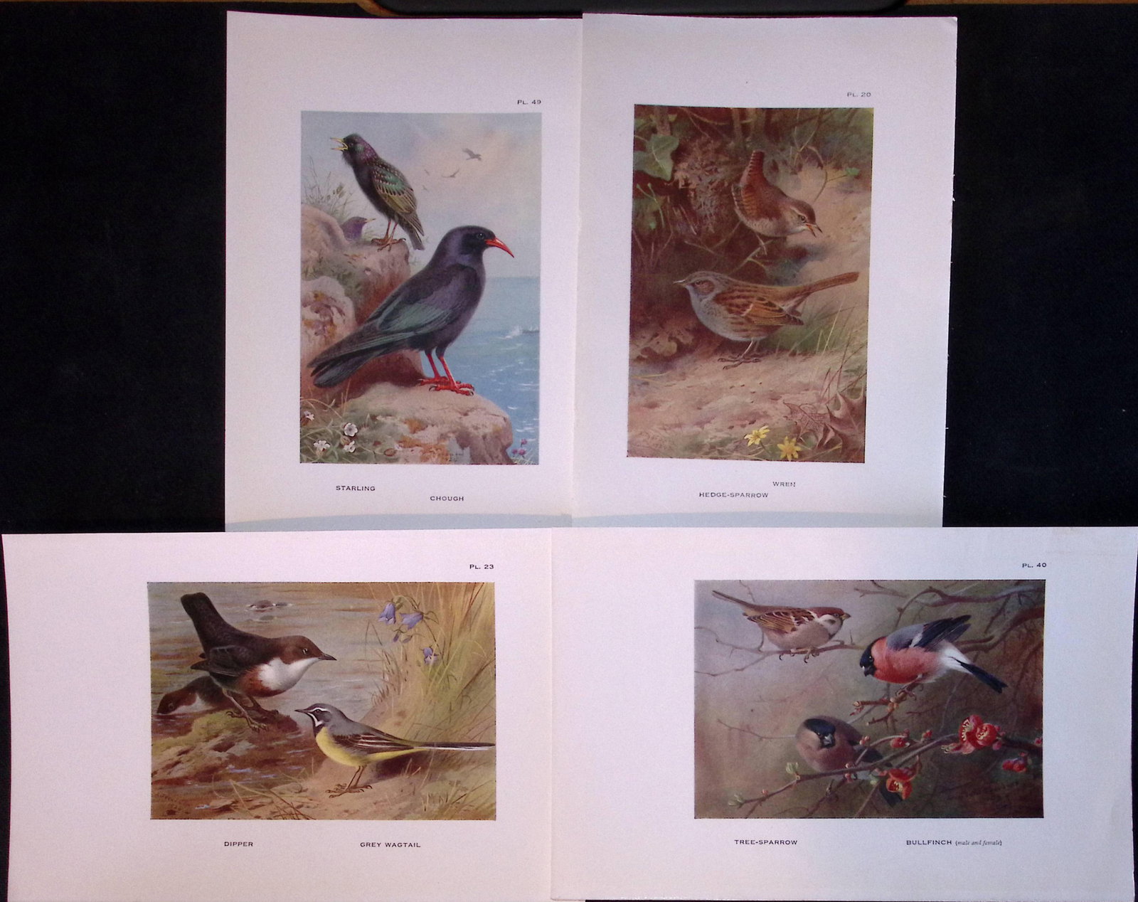 Job-Lot 12 Thorburn Bird Species Wrens, Finches, Redpoll Antique Prints-8. - 2