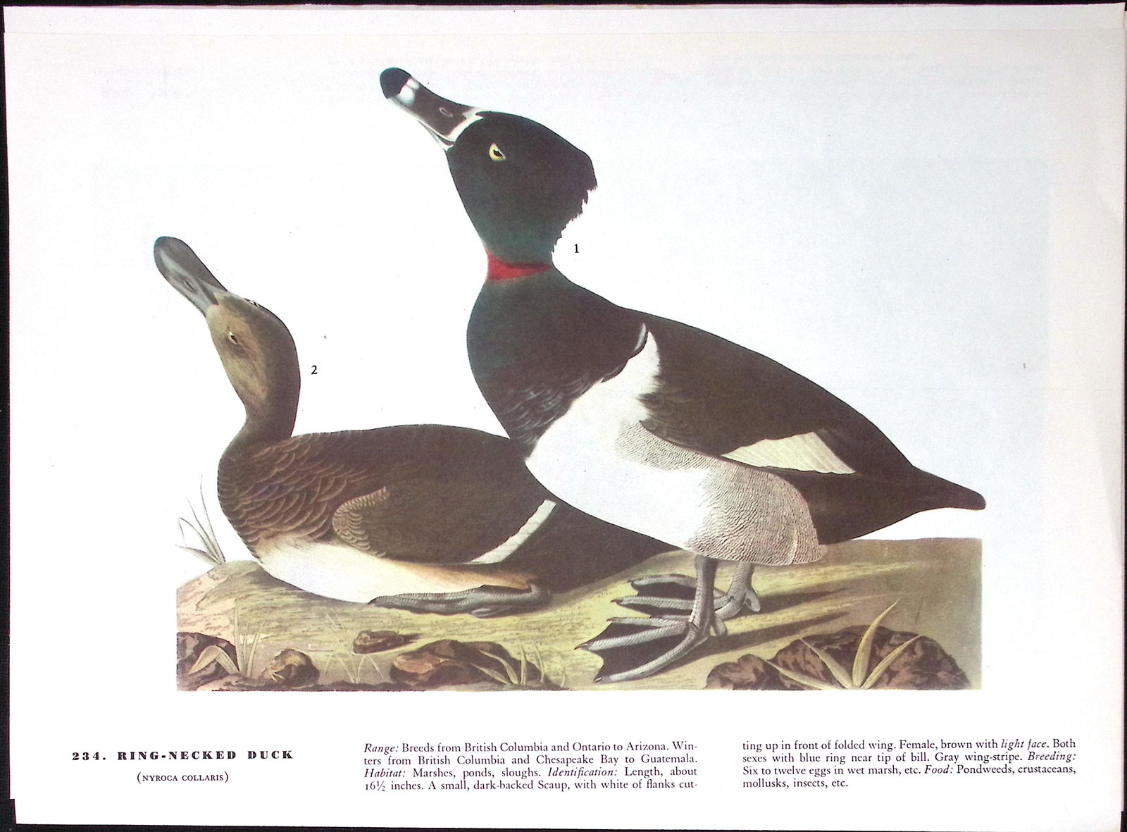 Job-Lot John James Audubon Birds of America 72-Year-Old Coloured Book Plates-1 - 2