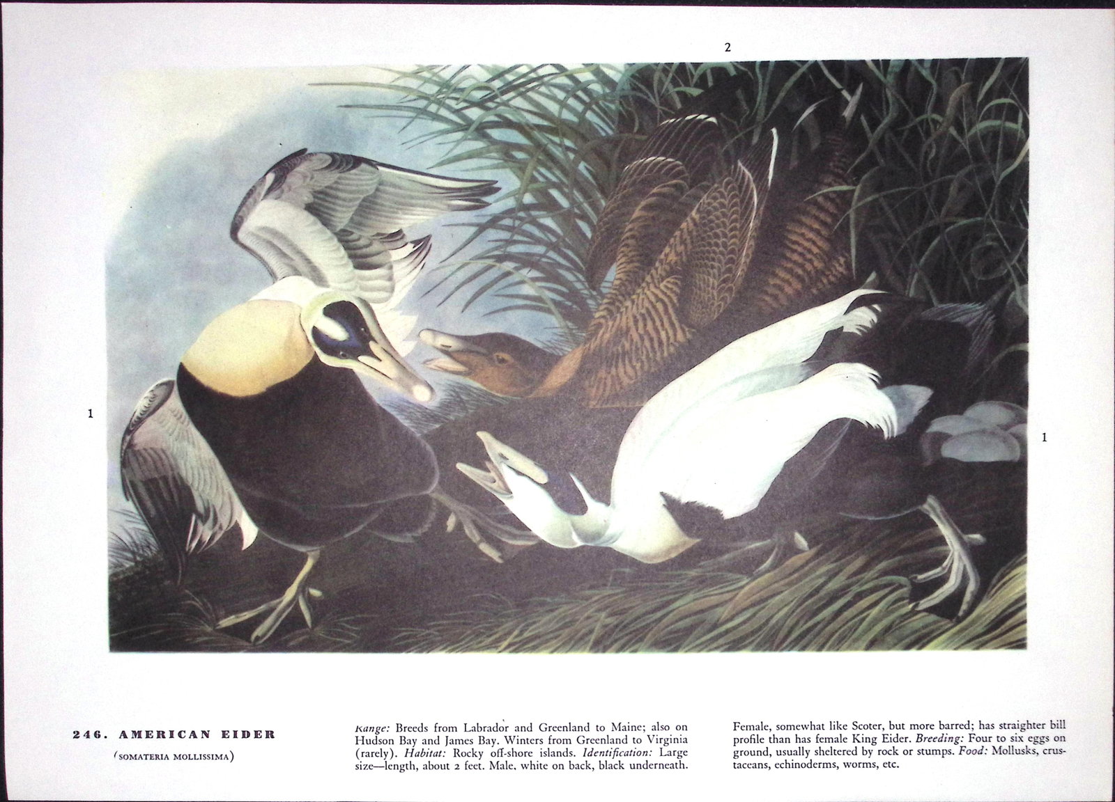 Job-Lot John James Audubon Birds of America 72-Year-Old Coloured Book Plates-1 - 4