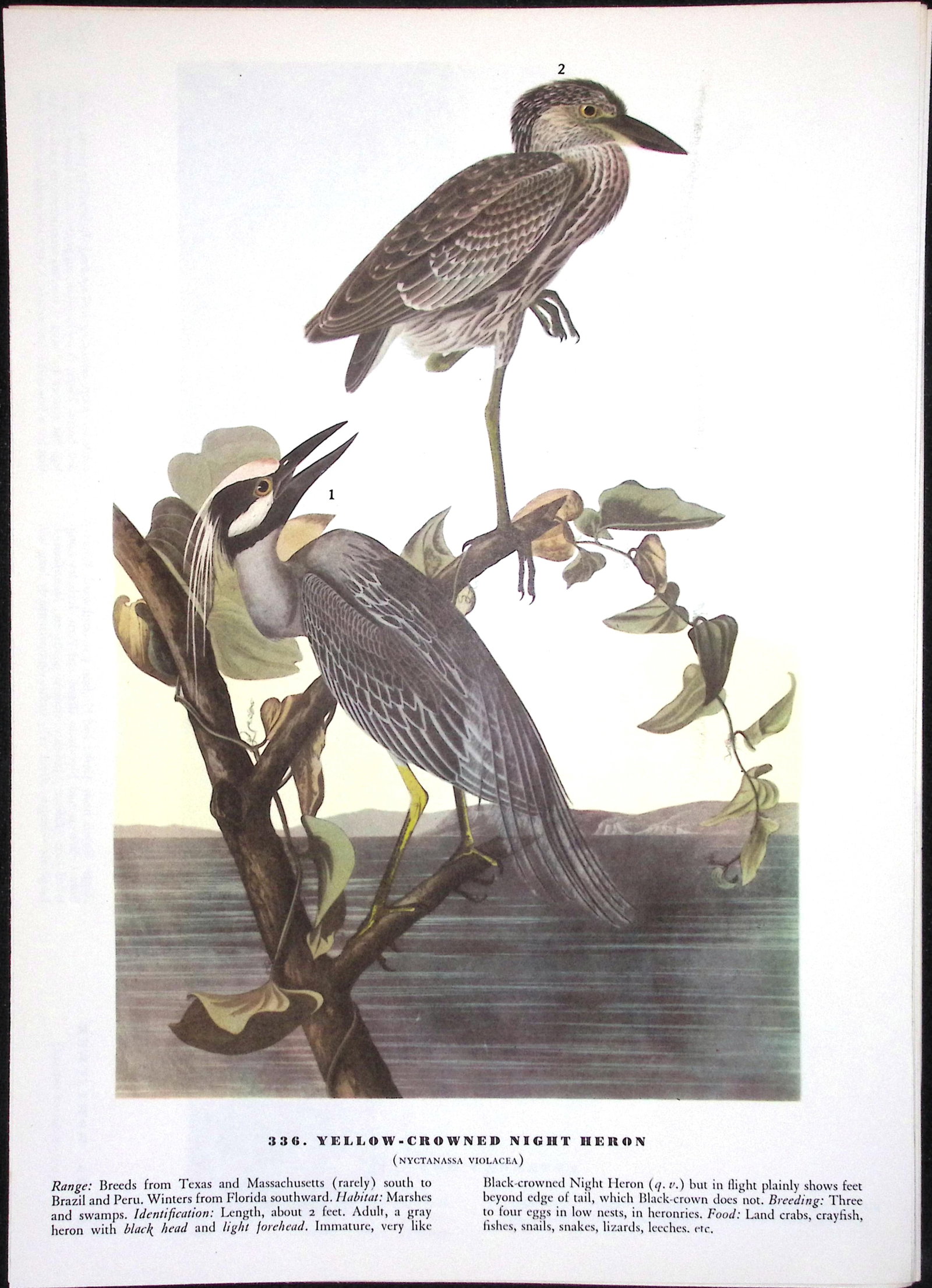 Job-Lot John James Audubon Birds of America 72-Year-Old Coloured Book Plates-1 - 6