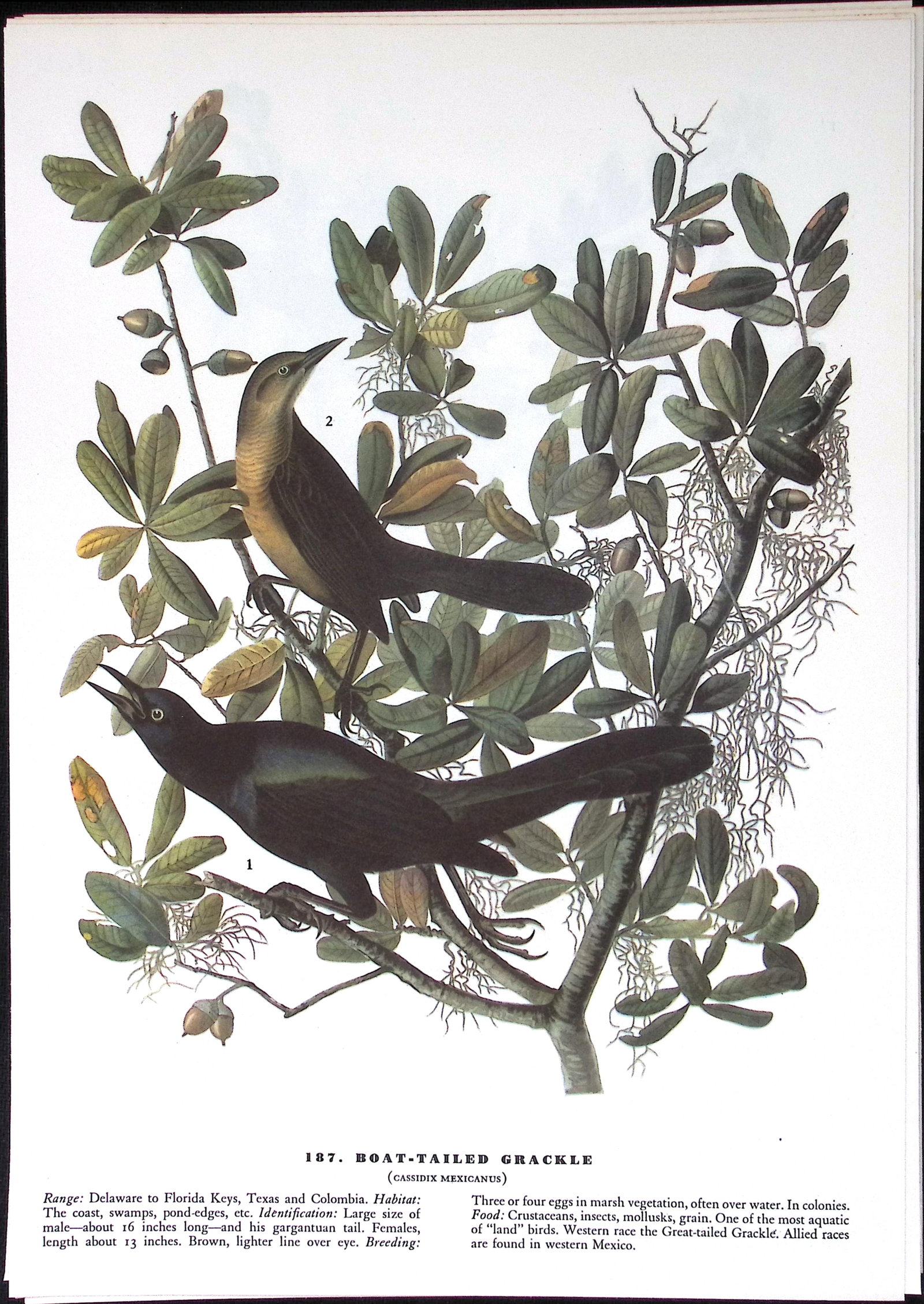 Job-Lot John James Audubon Birds of America 72-Year-Old Coloured Book Plates-10 - 2