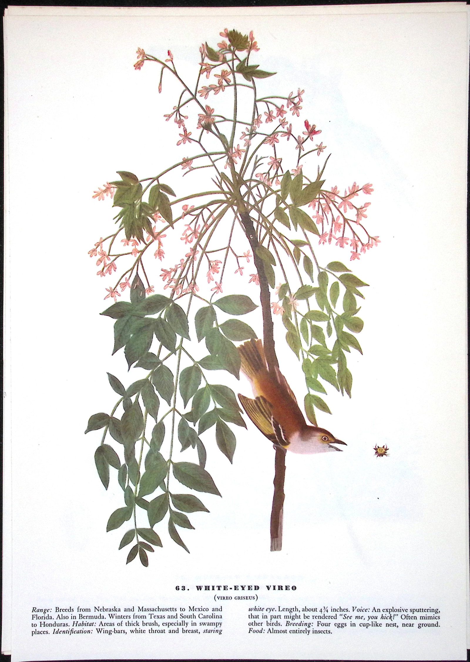 Job-Lot John James Audubon Birds of America 72-Year-Old Coloured Book Plates-10 - 3