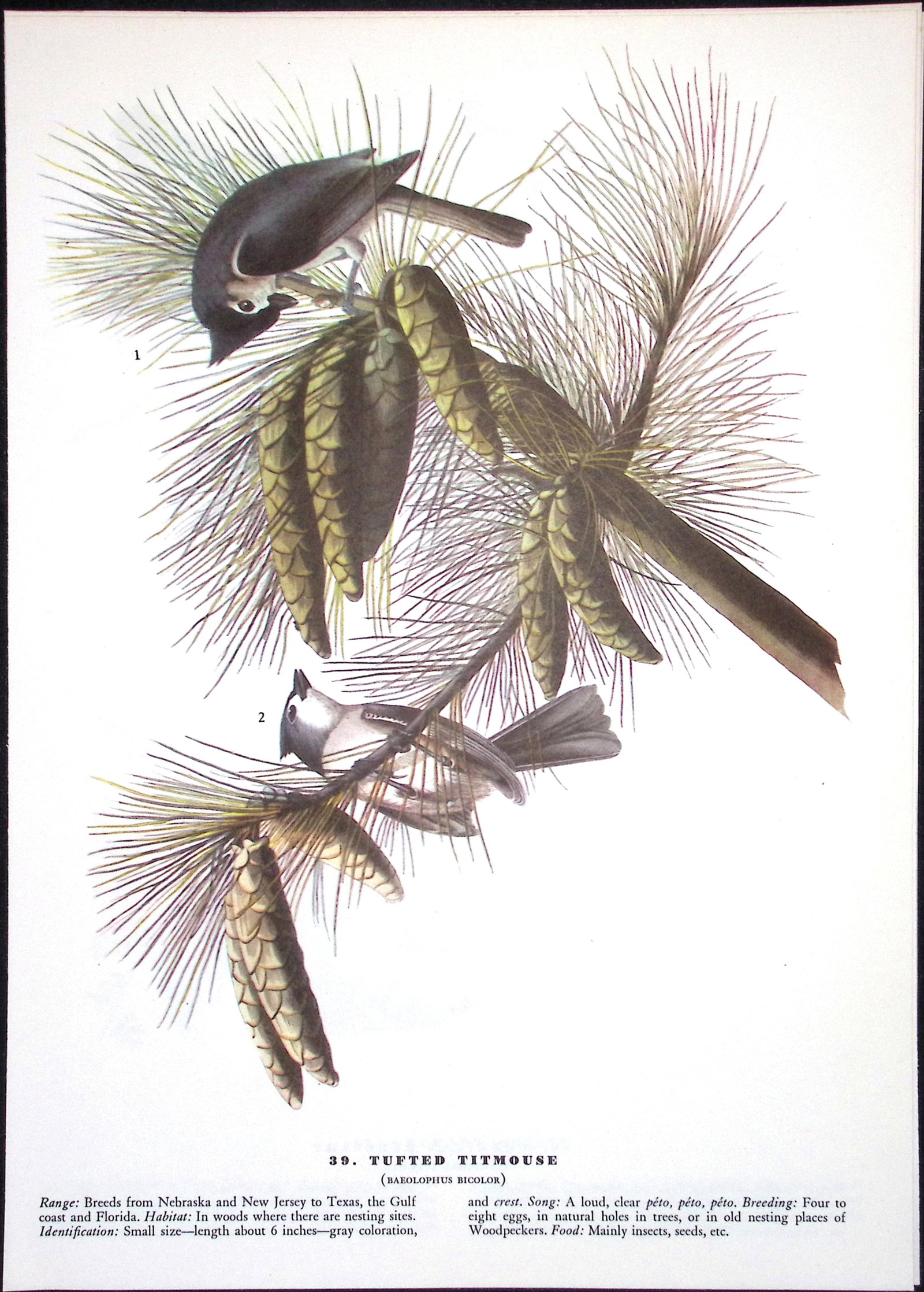 Job-Lot John James Audubon Birds of America 72-Year-Old Coloured Book Plates-10 - 4