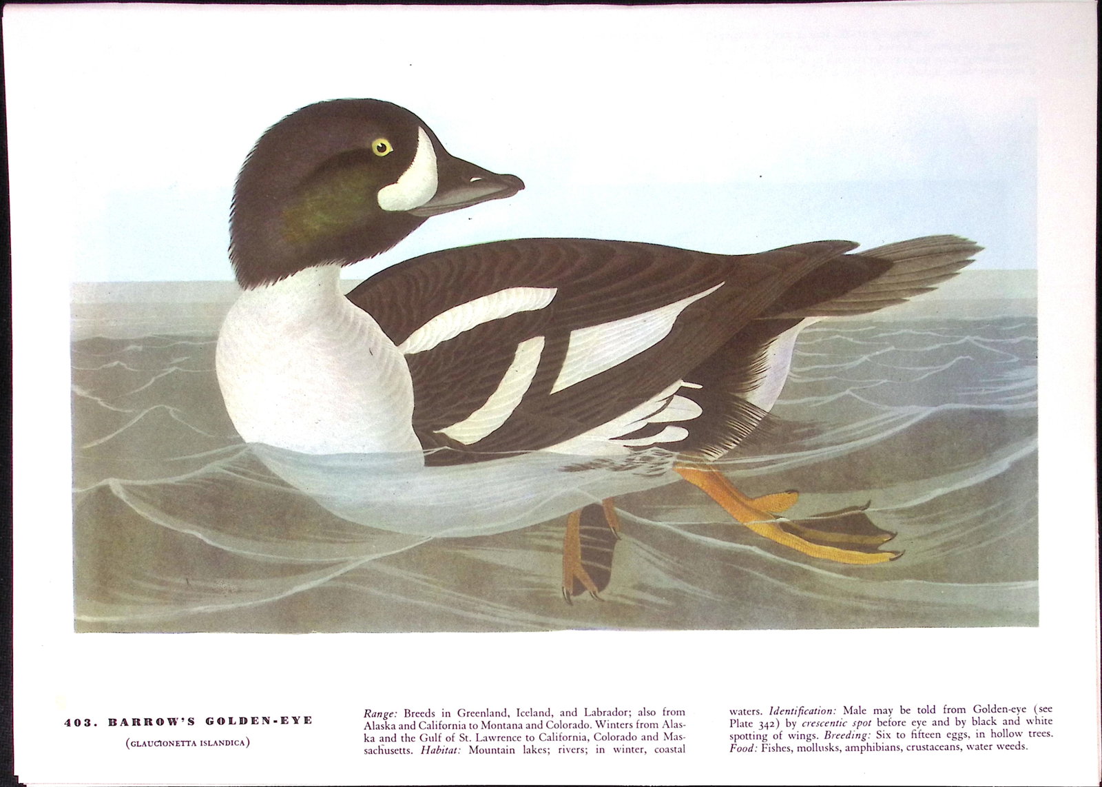 Job-Lot John James Audubon Birds of America 72-Year-Old Coloured Book Plates-5 - 2