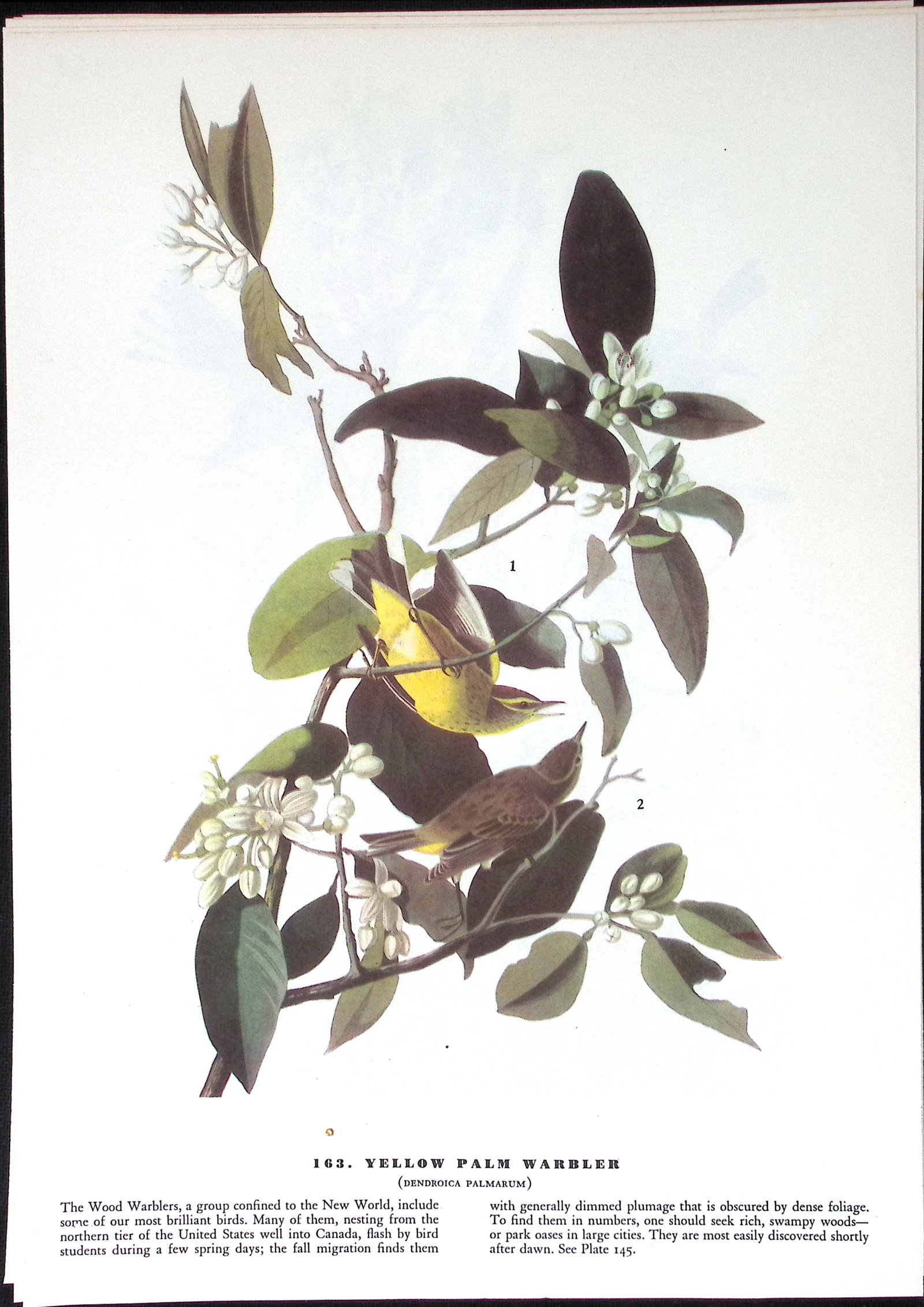 Job-Lot John James Audubon Birds of America 72-Year-Old Coloured Book Plates-5 - 3