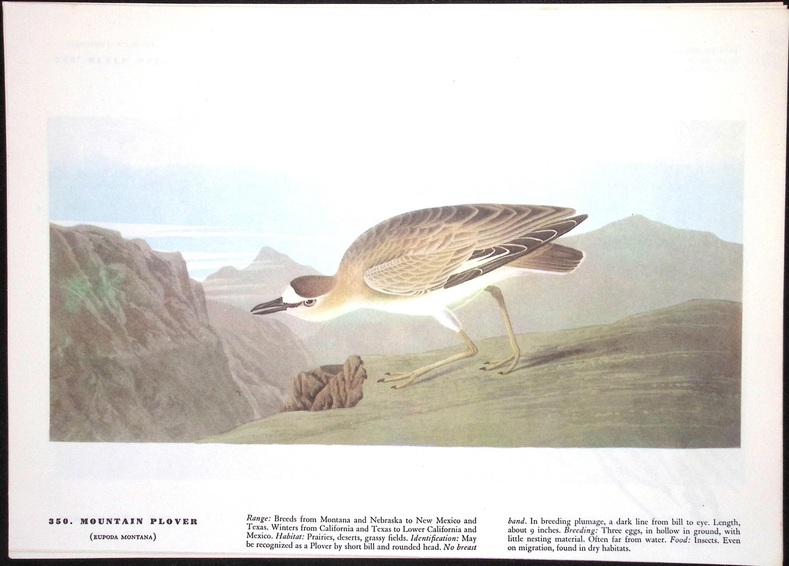 Job-Lot John James Audubon Birds of America 72-Year-Old Coloured Book Plates-5 - 5