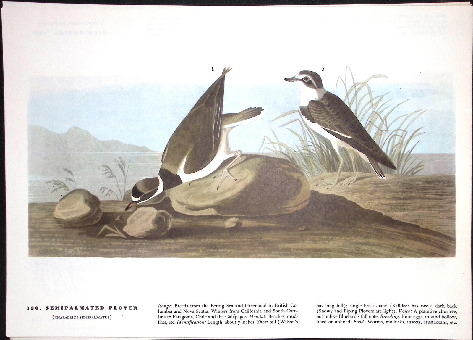 Job-Lot John James Audubon Birds of America 72-Year-Old Coloured Book Plates-5 - 6