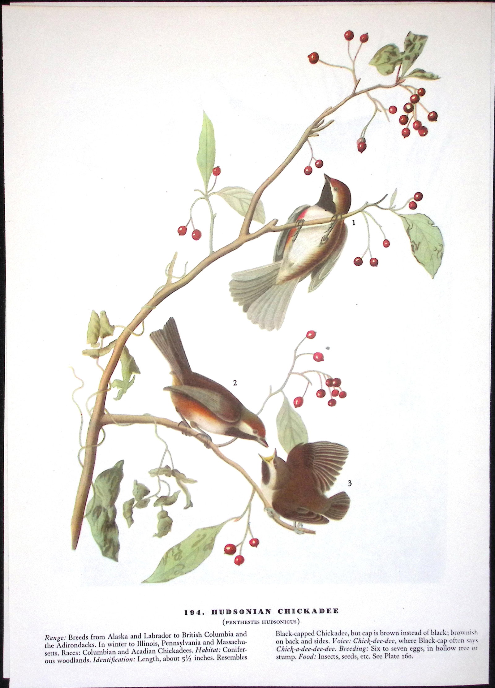 Job-Lot John James Audubon Birds of America 72-Year-Old Coloured Book Plates-9 - 2