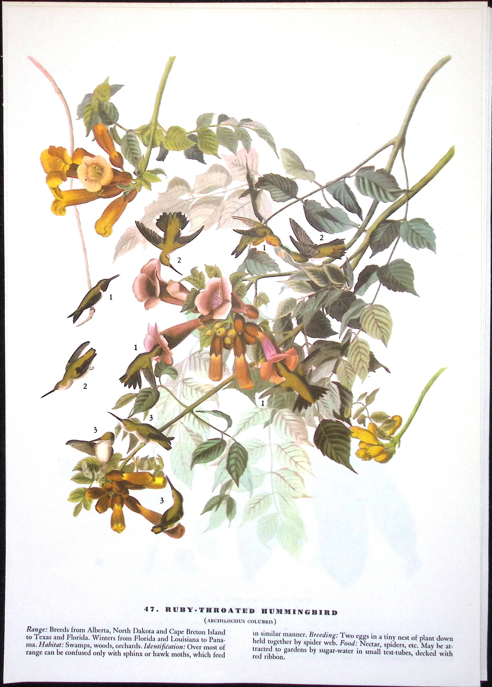 Job-Lot John James Audubon Birds of America 72-Year-Old Coloured Book Plates-9 - 3