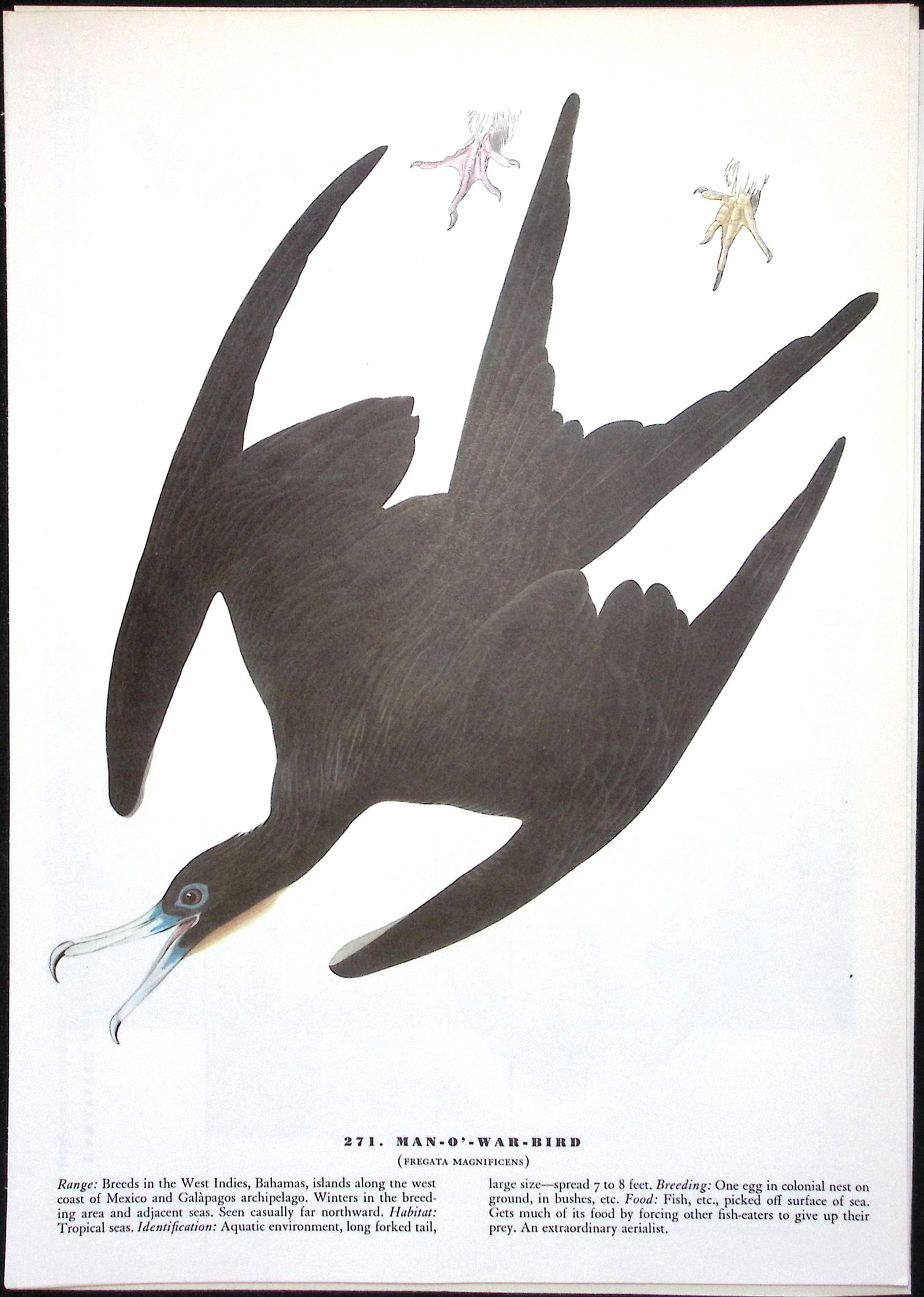 Job-Lot John James Audubon Birds of America 72-Year-Old Coloured Book Plates-9 - 4